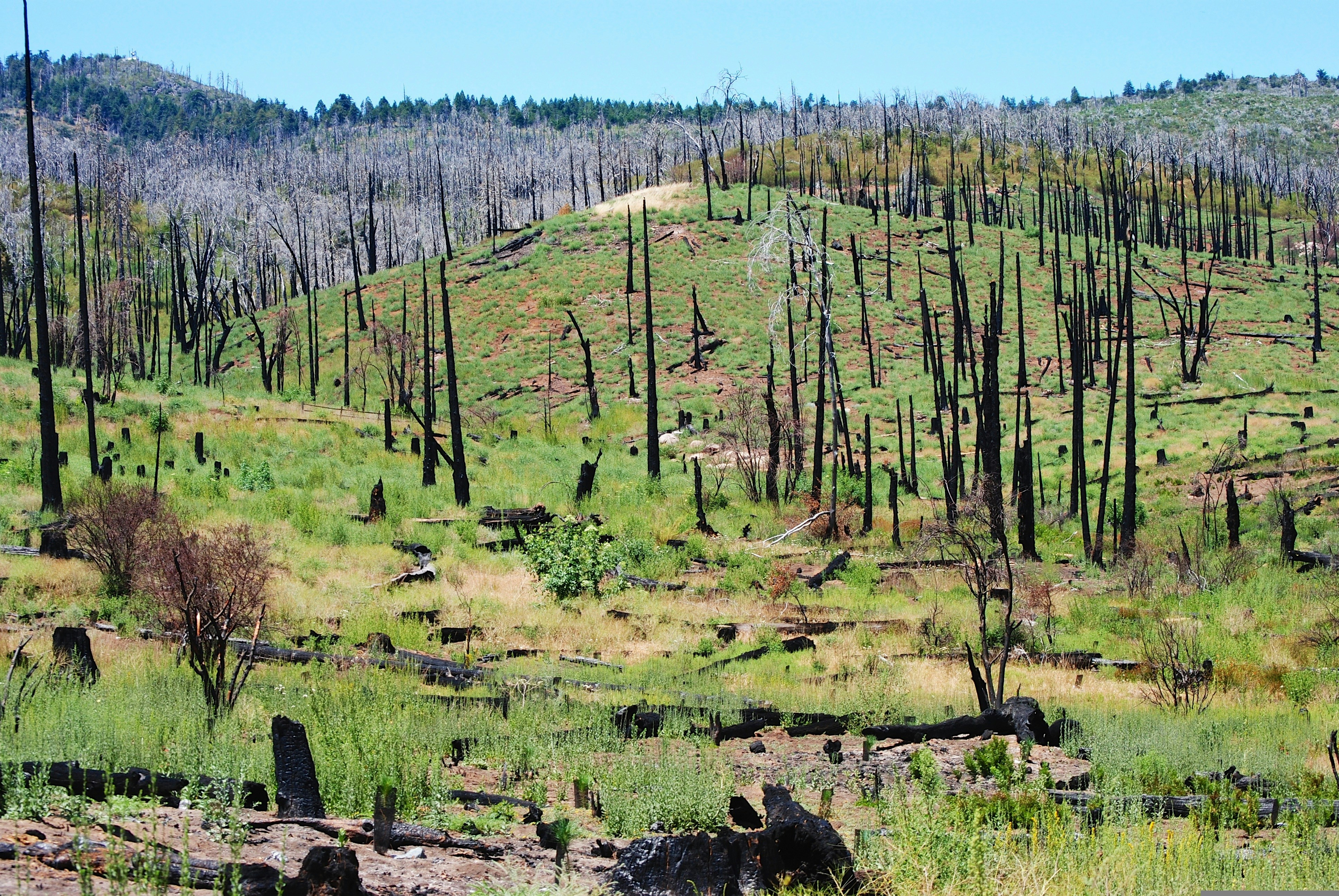 A field with trees and a hill in the background