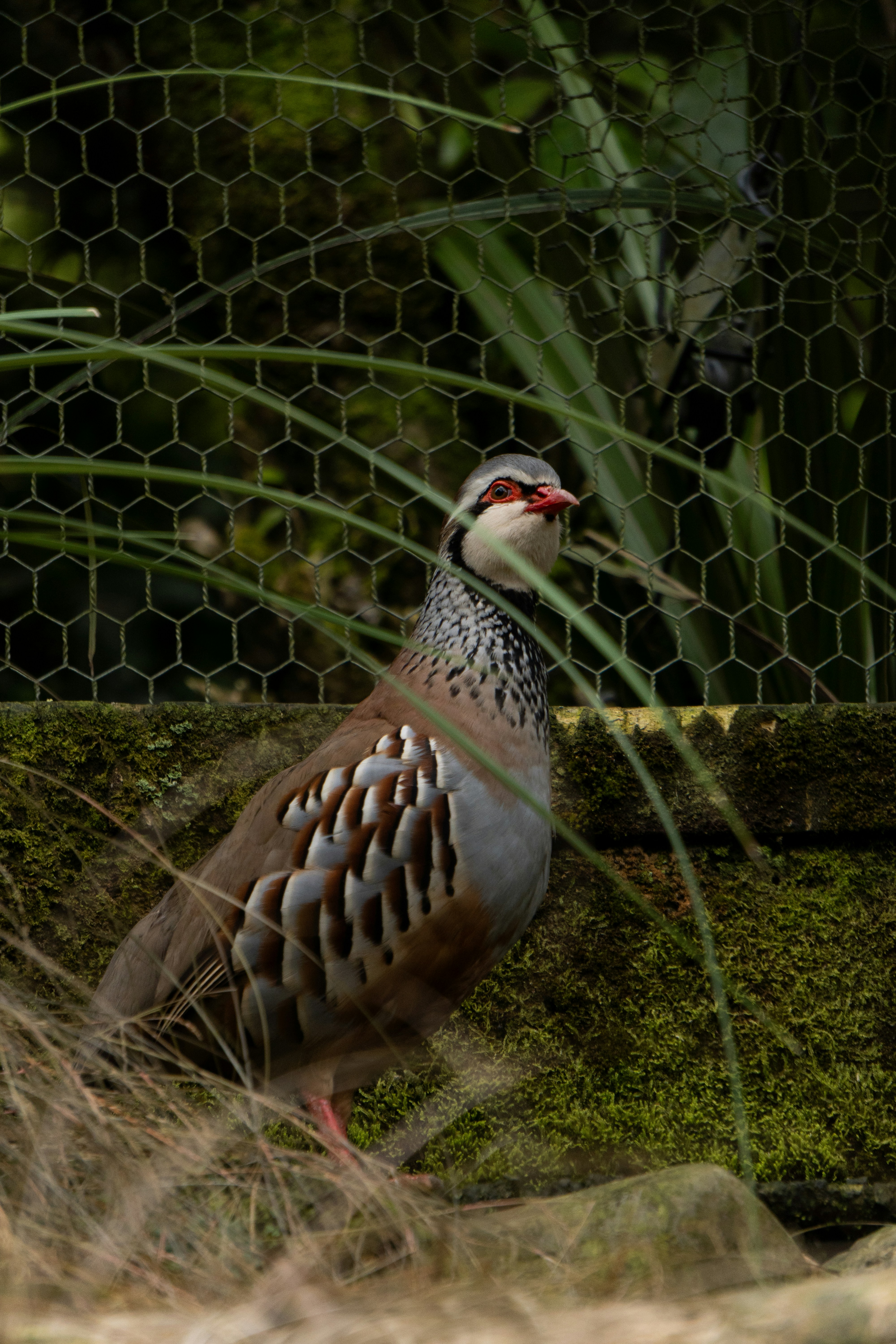 Choosing aviary mesh based on bird size and needs