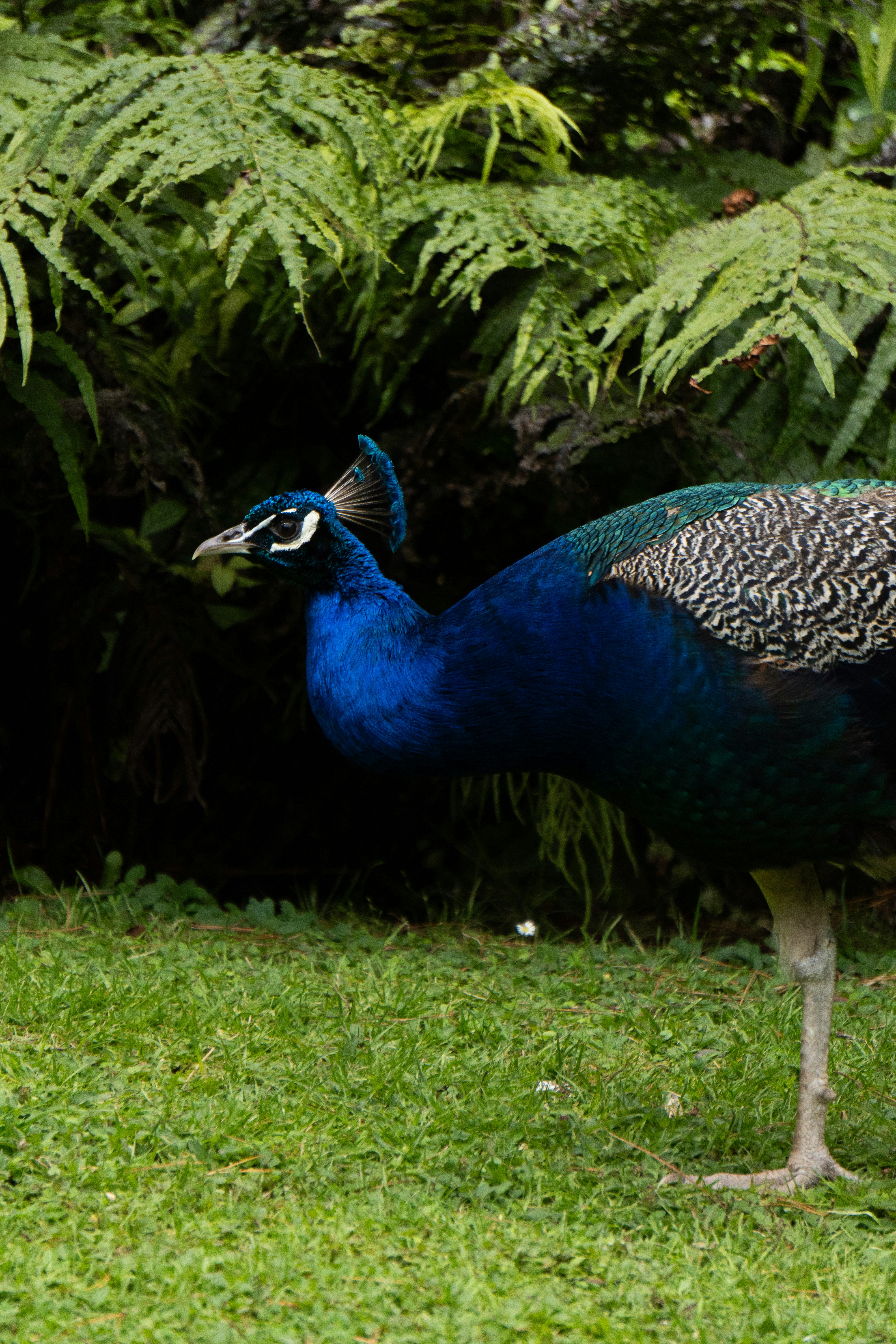 Ein Pfau steht auf einer saftig grünen Wiese
