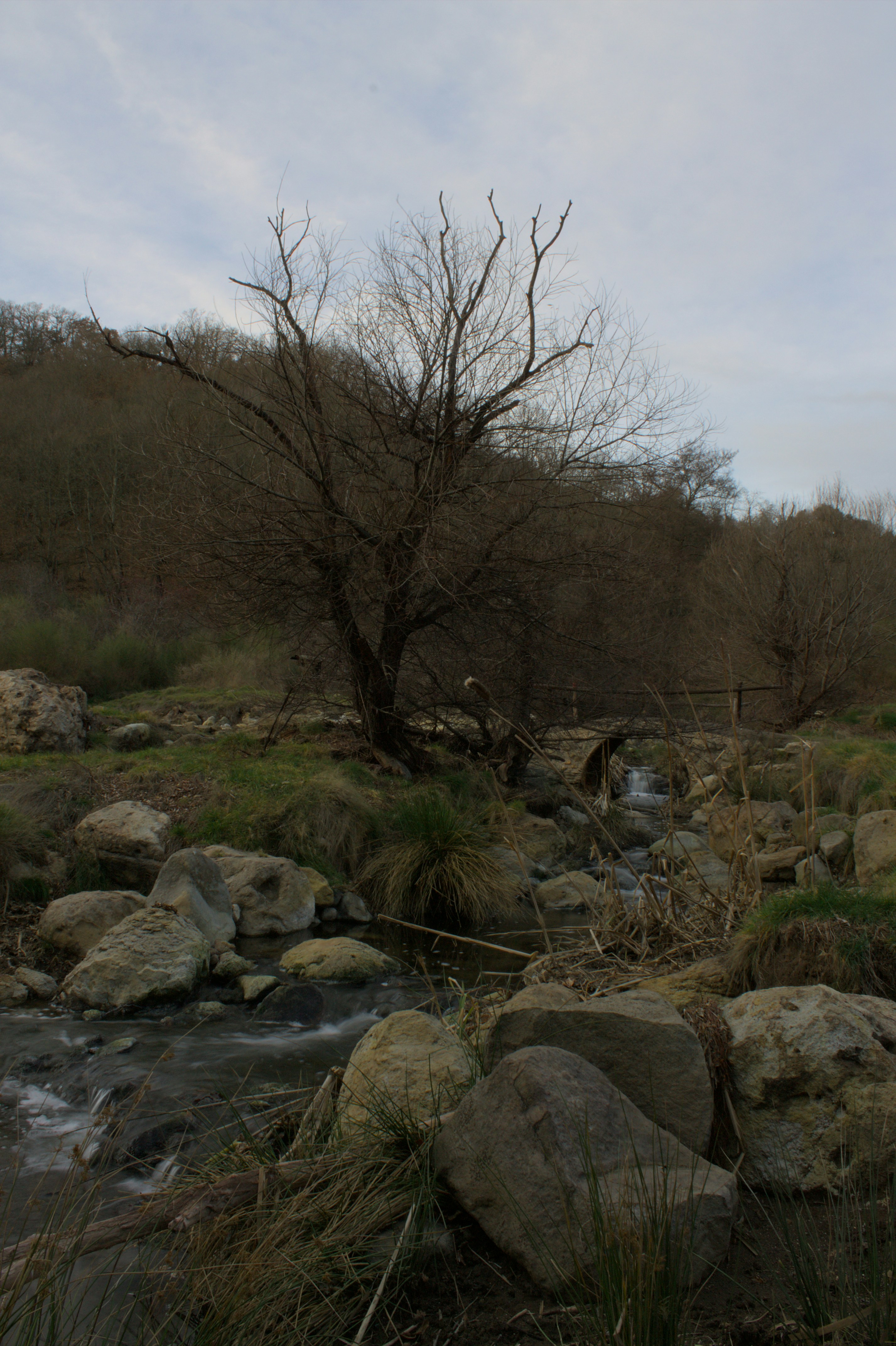 緑豊かな森の中を流れる小川