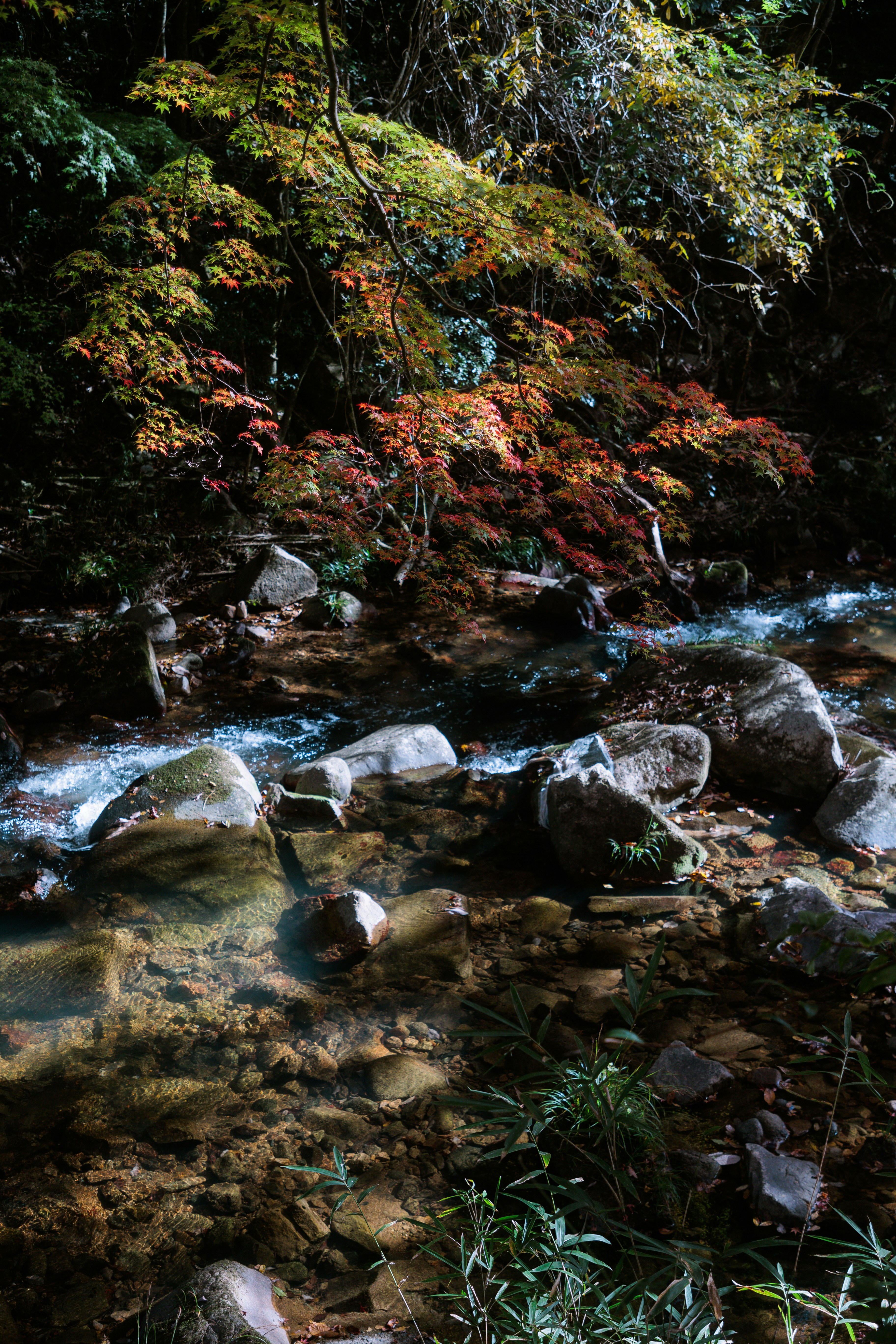 A stream running through a lush green forest