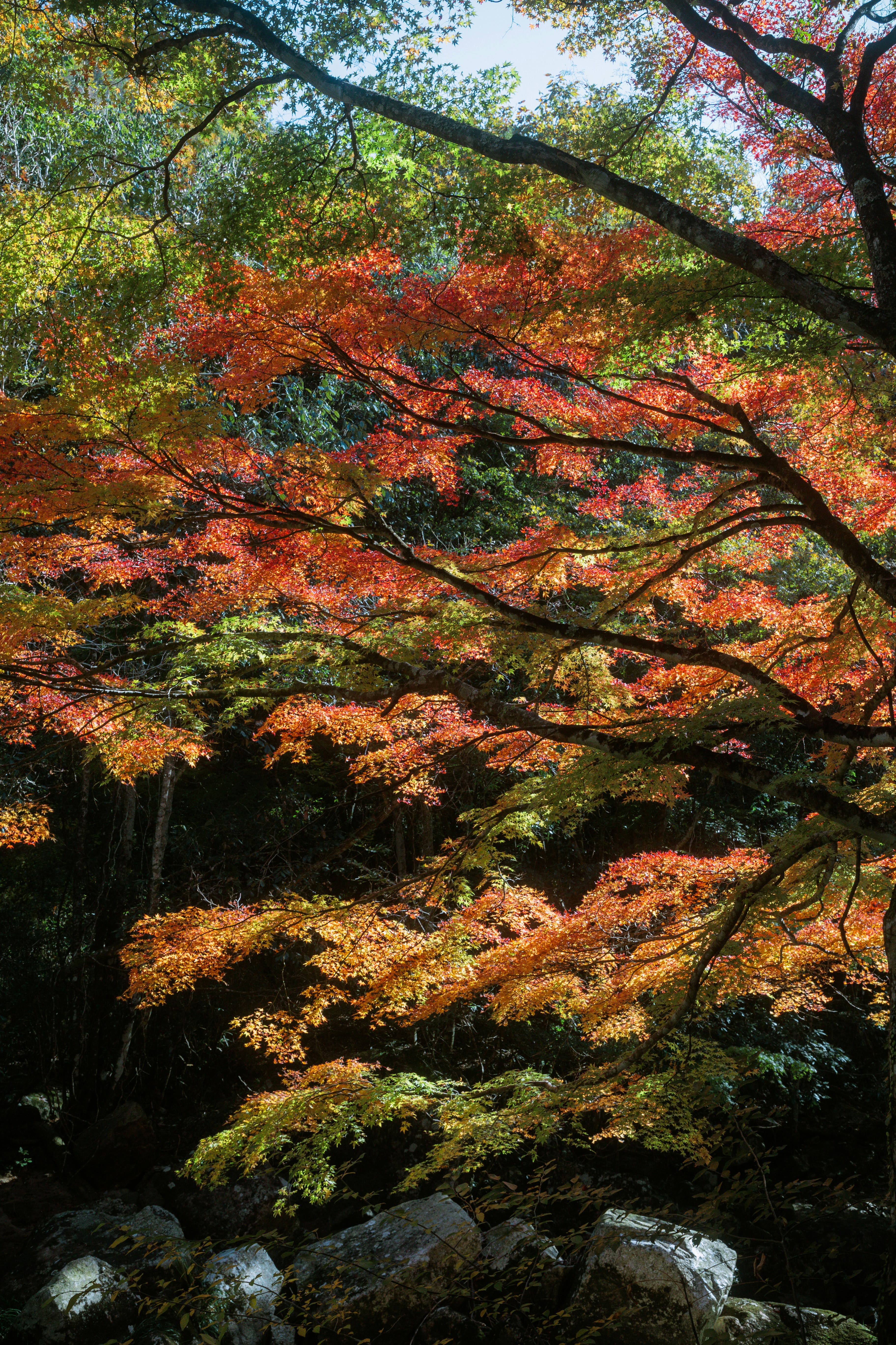 Photo by gakusuyama