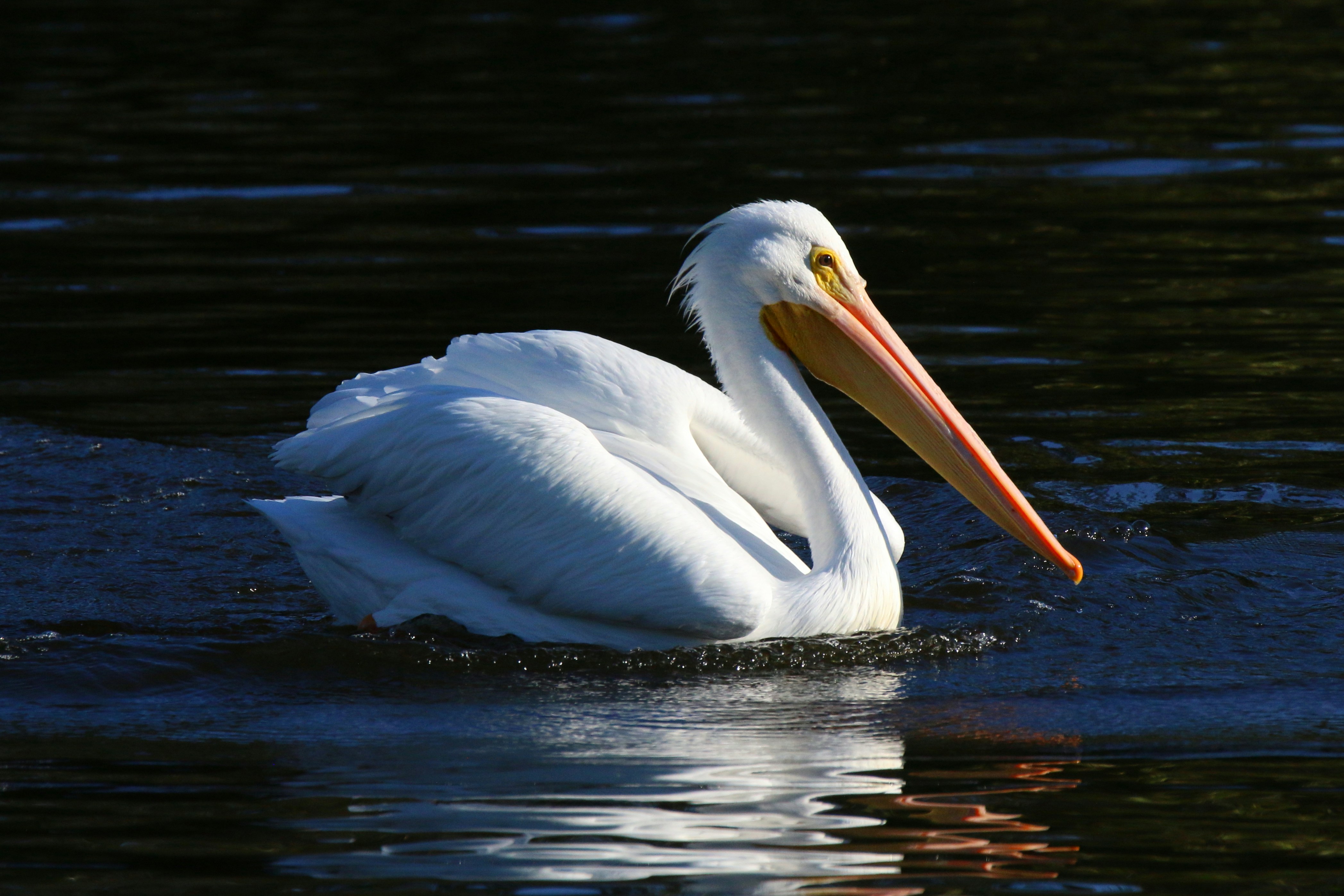 Photo by goldenplover31