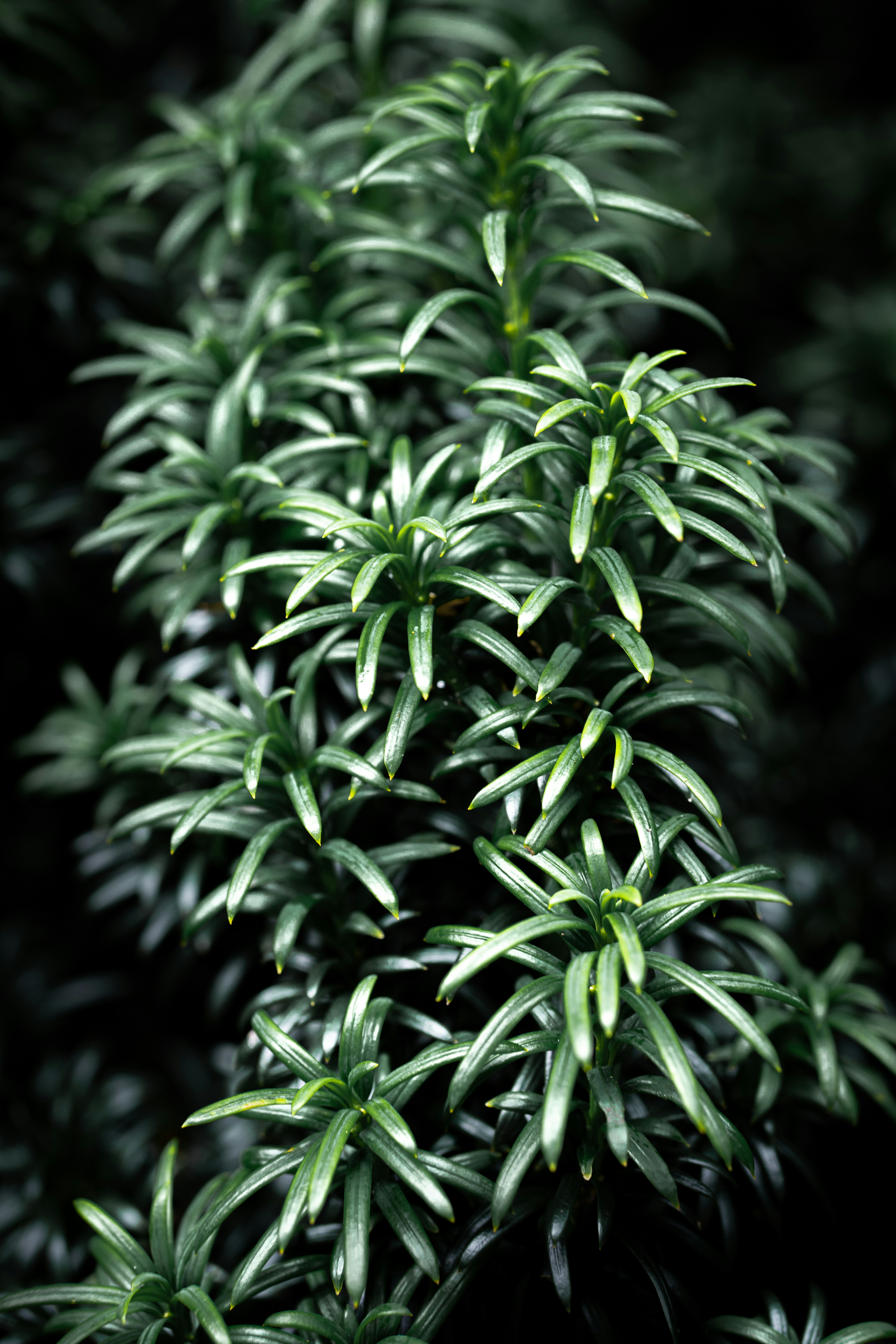 A close up of a plant with green leaves