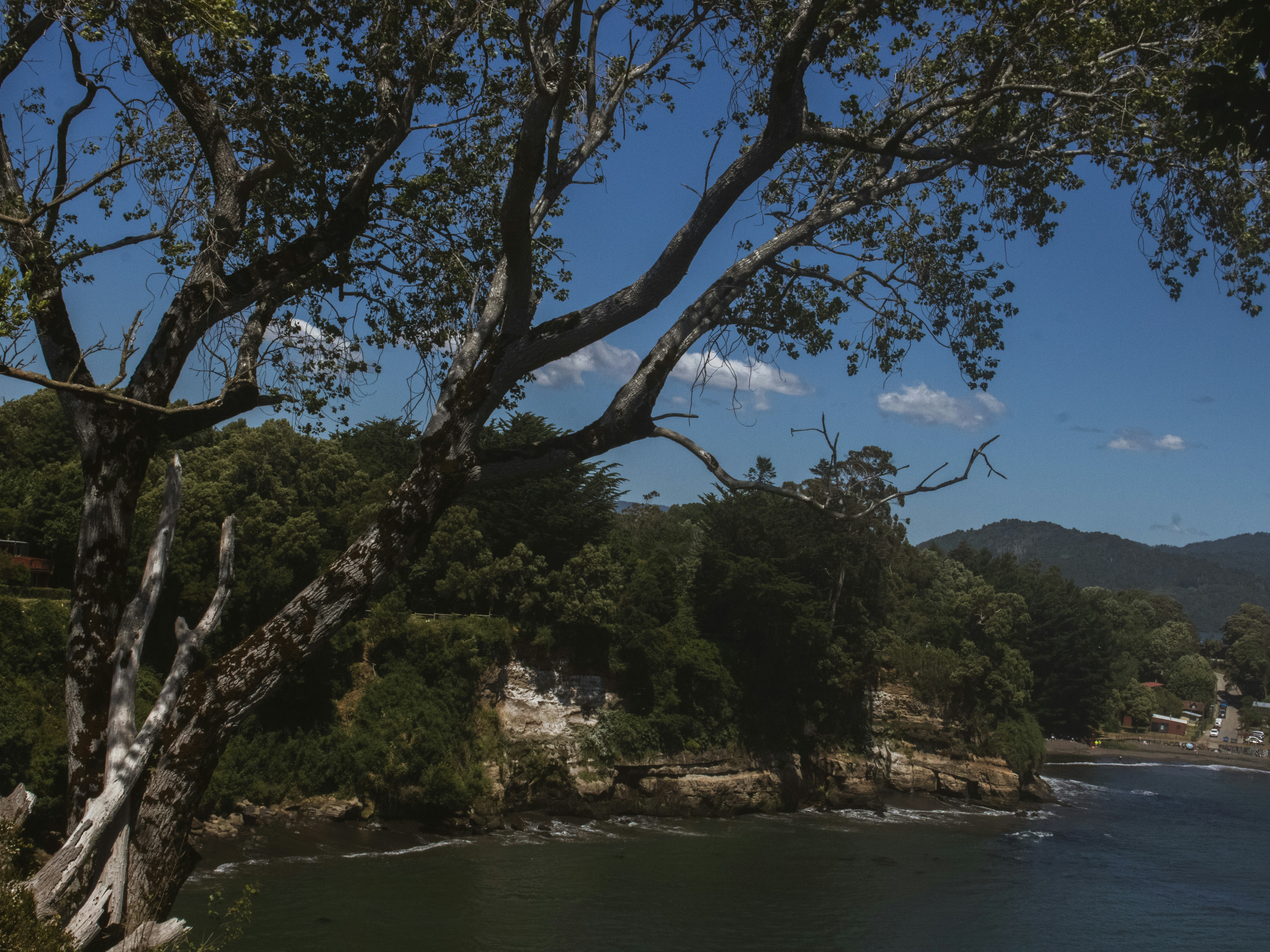 A large body of water surrounded by trees
