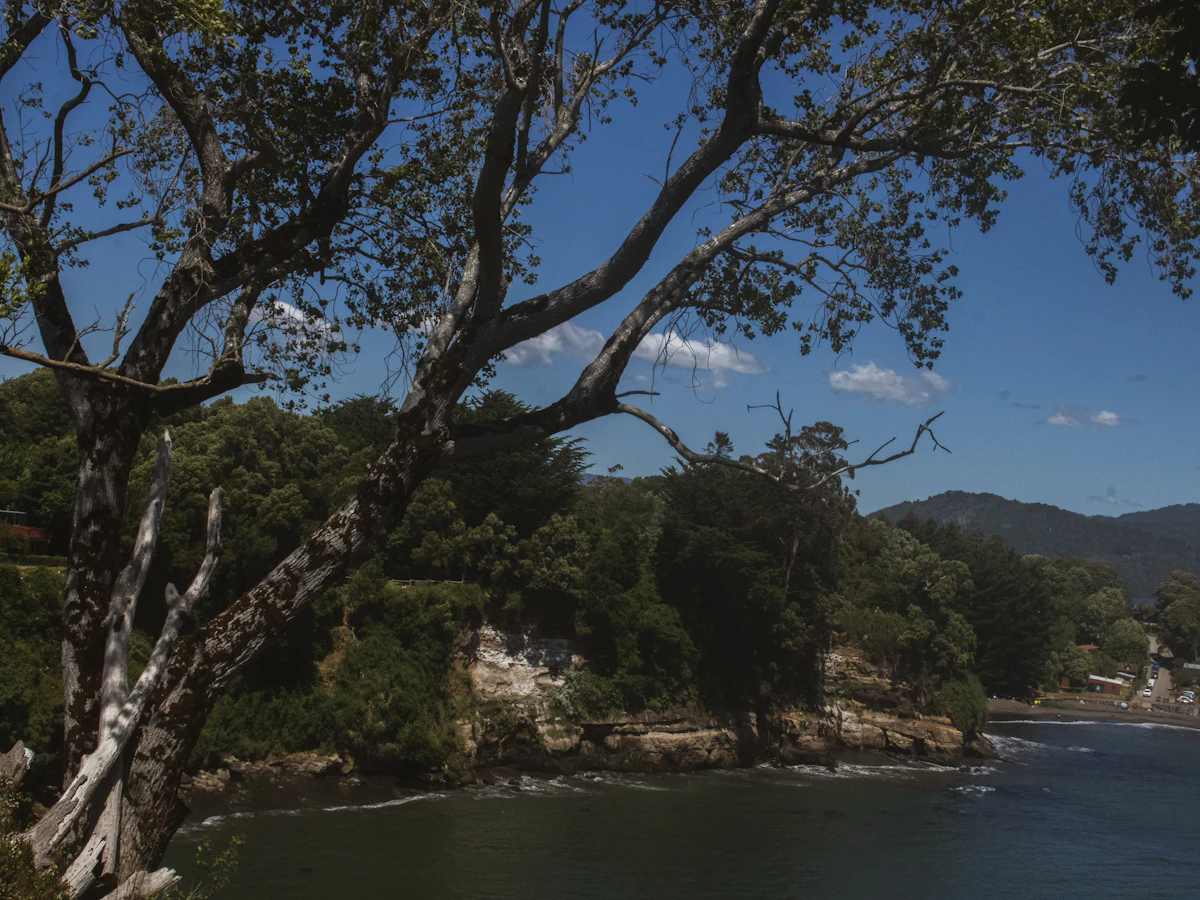 A tree leaning over the rocky shore at Niebla, with wooded hills across the water