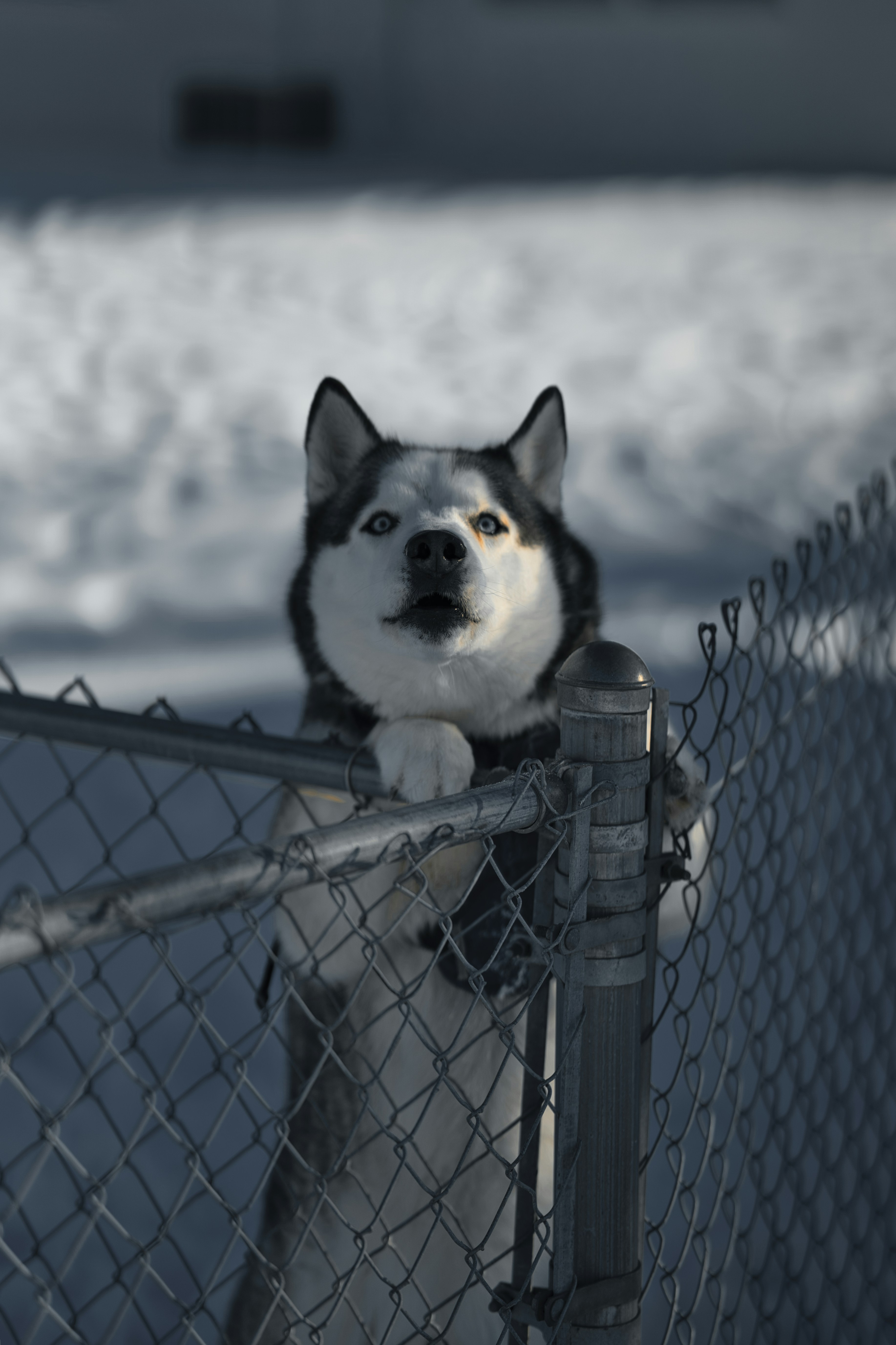A husky dog sitting on top of a fence