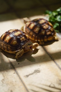 Two tortoises sitting on top of a wooden table