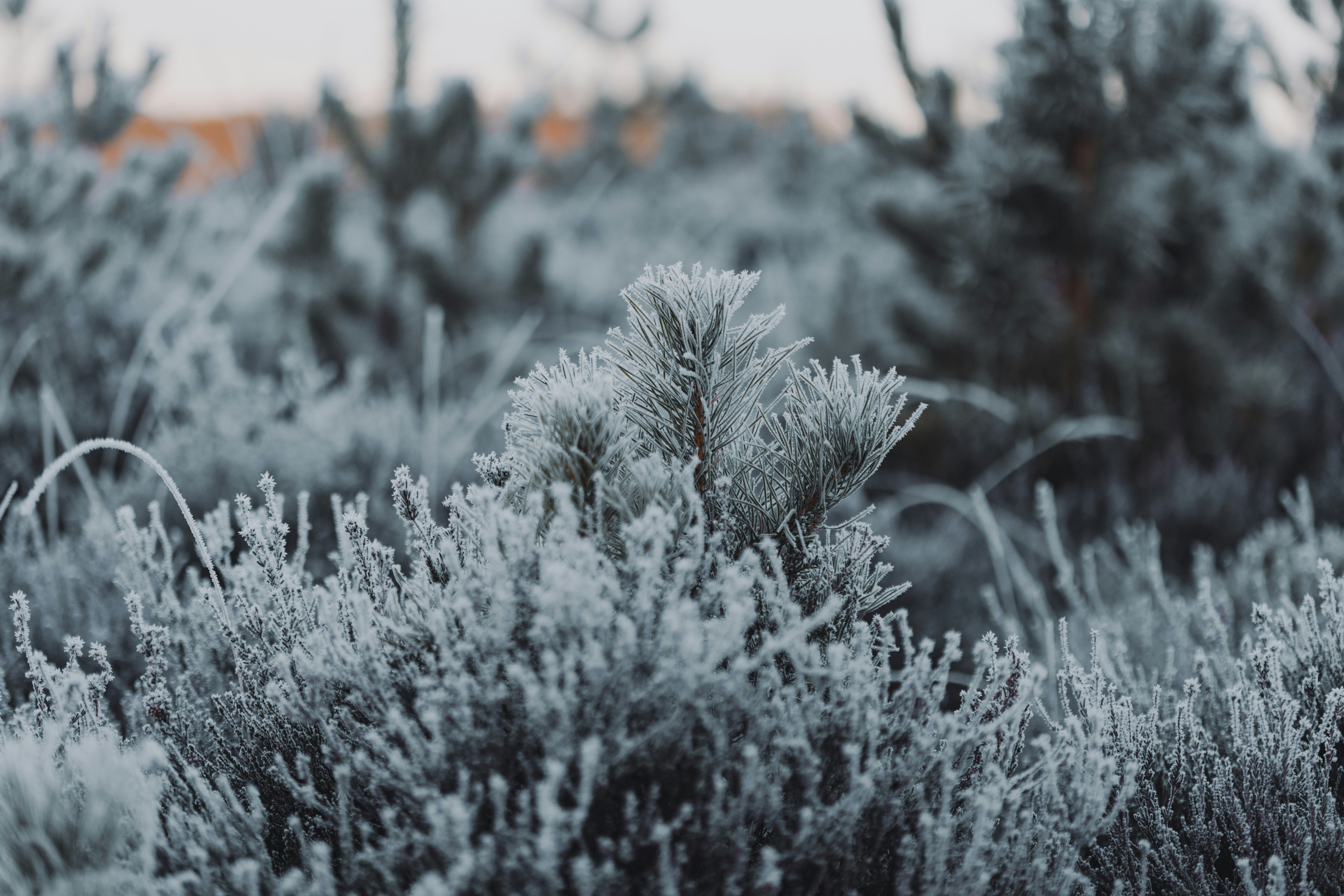 Photo by anniespratt