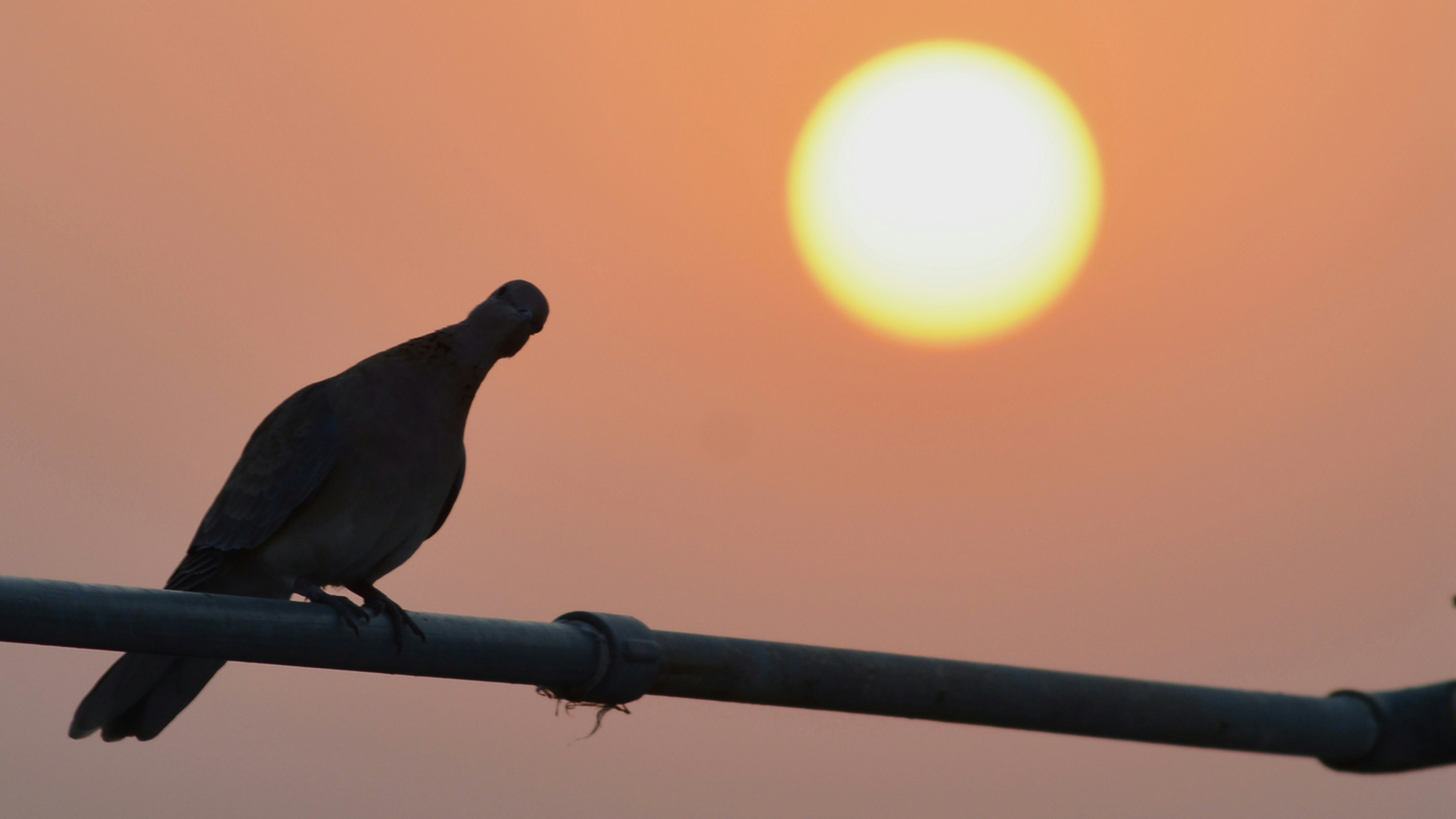 Photo by advaya_mahanot