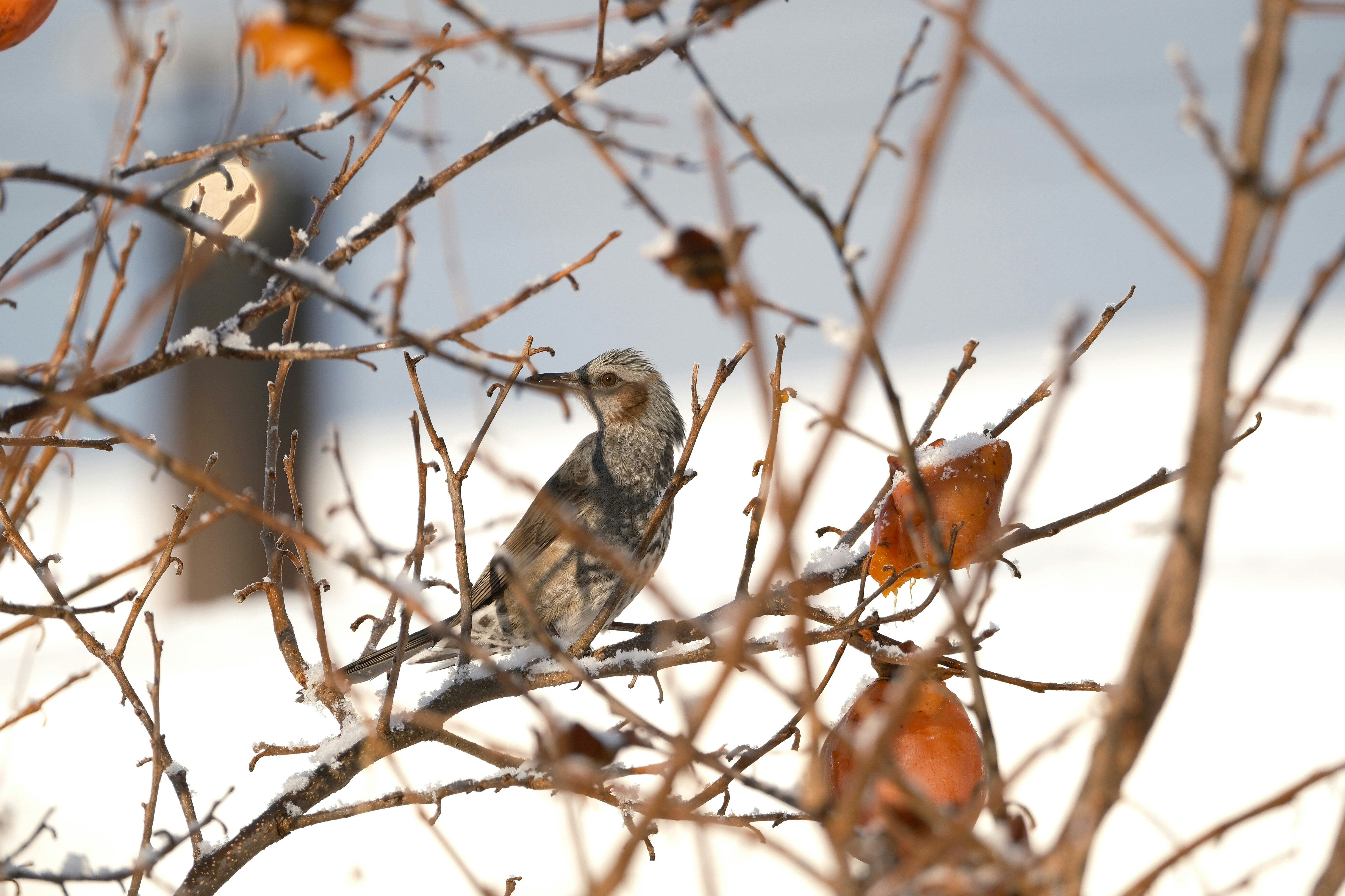 Photo by seiya_maeda