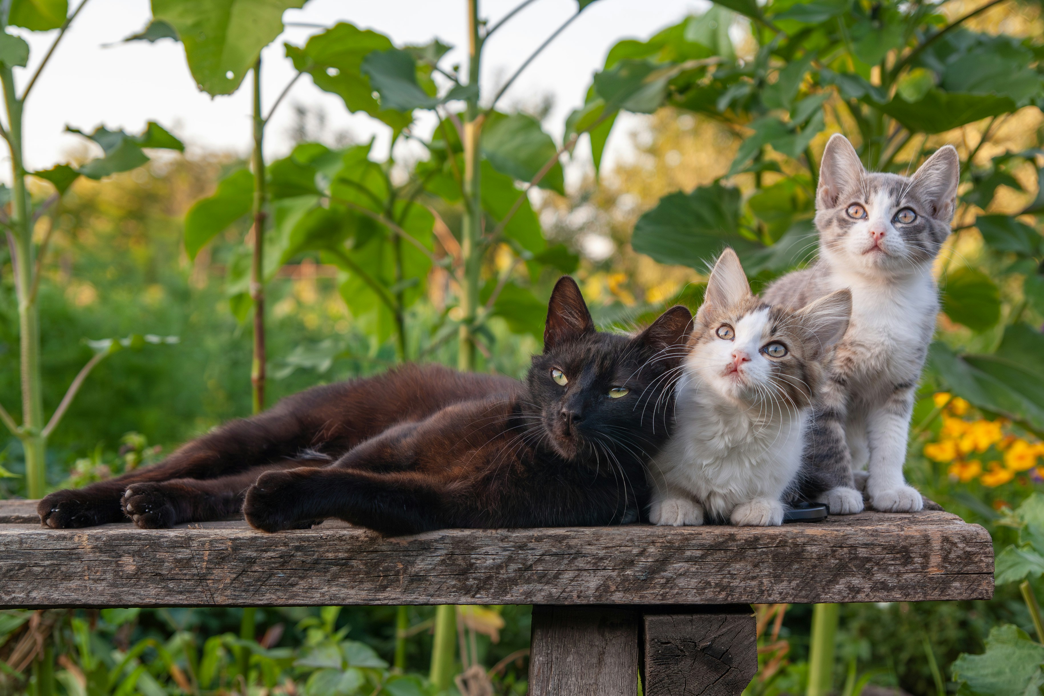 A group of cats sitting on top of a wooden bench