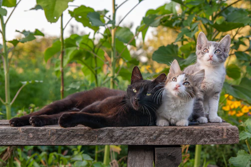 A group of cats sitting on top of a wooden bench