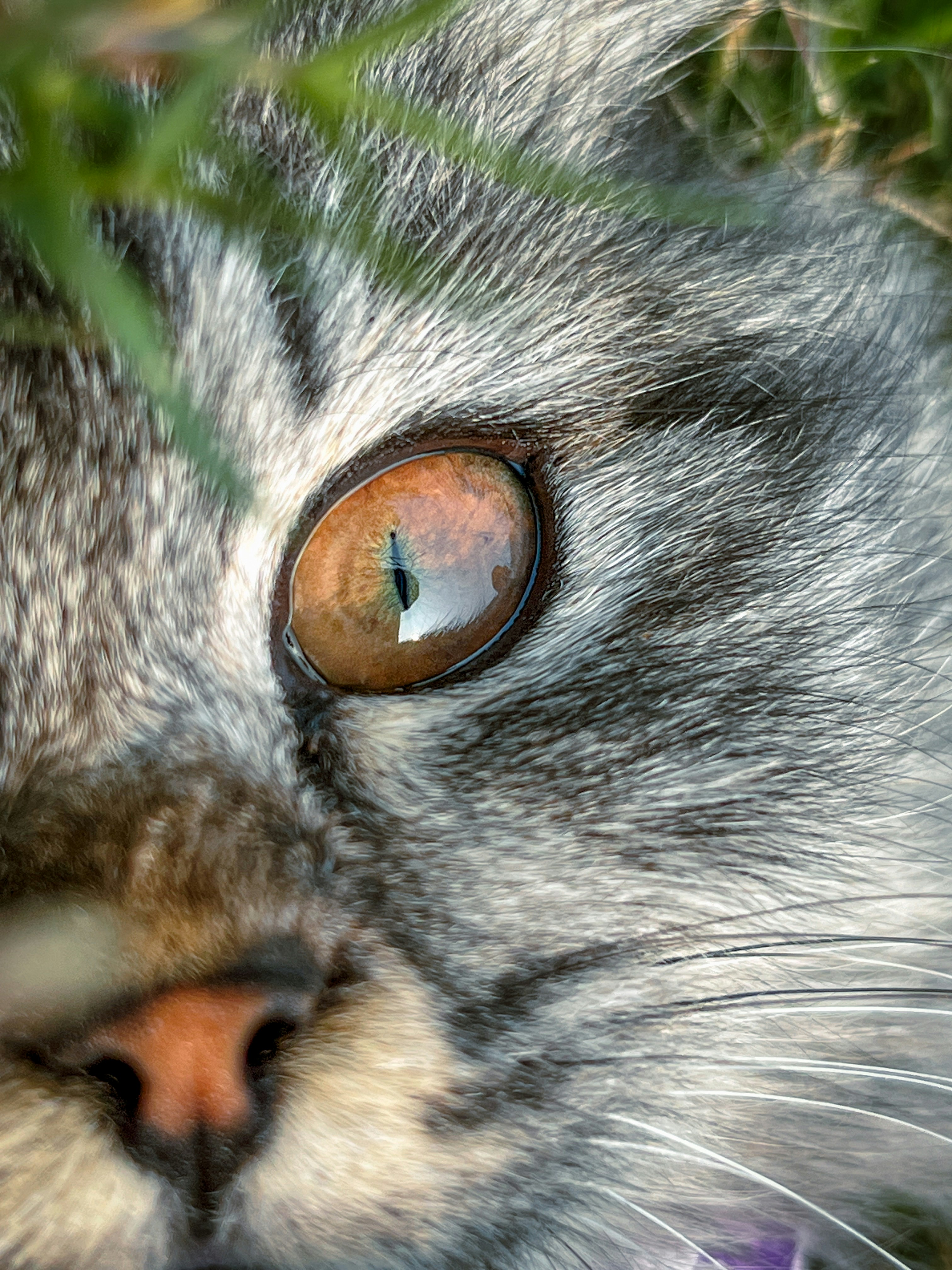 Eyes for the Hunt (image credits: unsplash)