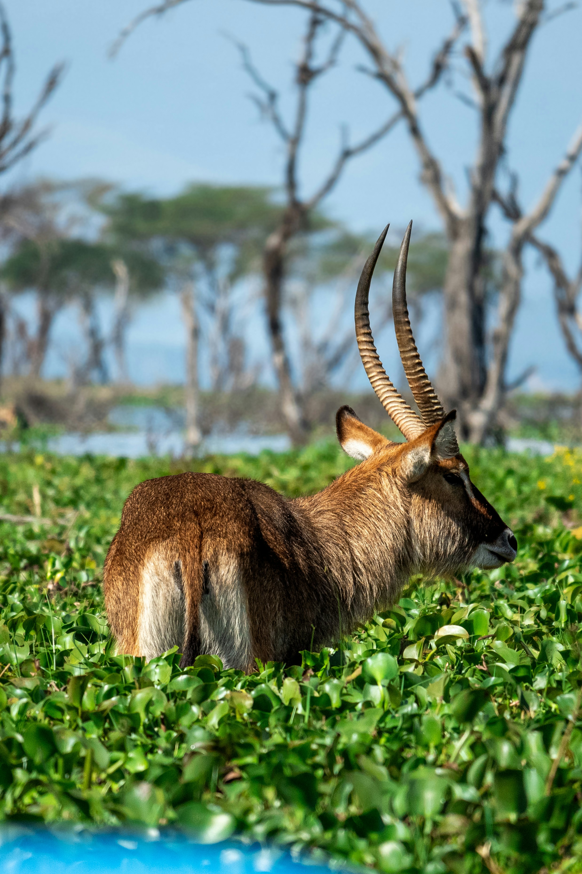 Naivasha – Accommodation & Where to Stay