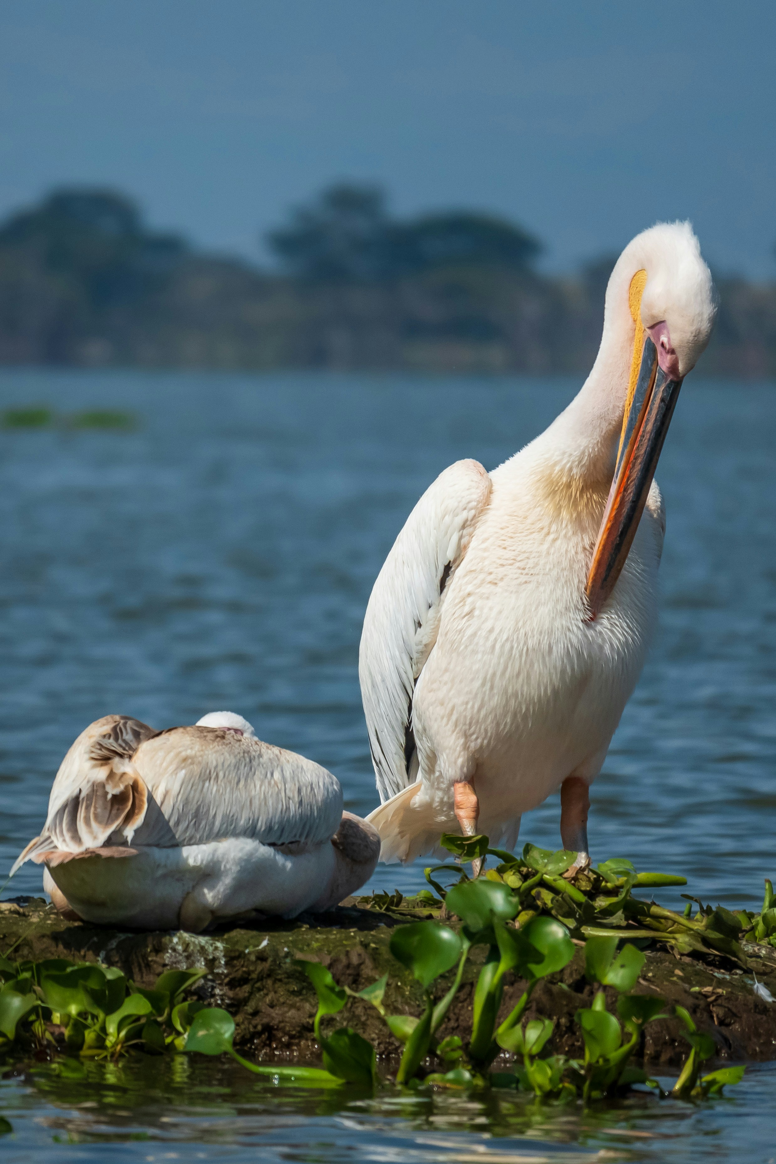 A pelican and two other birds on a rock in the water
