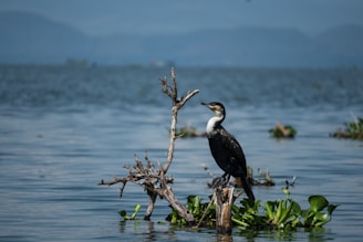 A bird sitting on top of a tree branch in the water