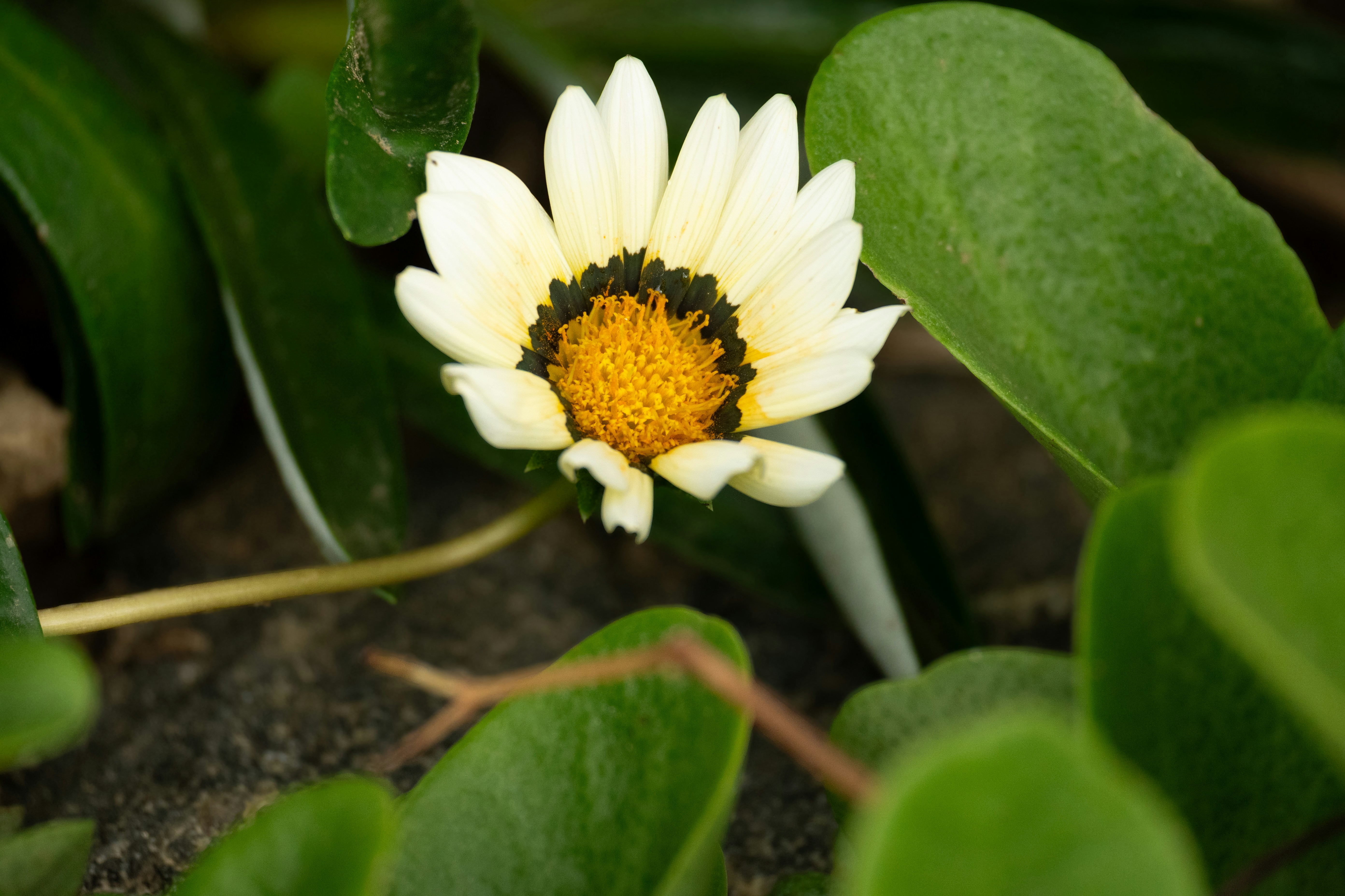 Naivasha – Food & Dining Culture