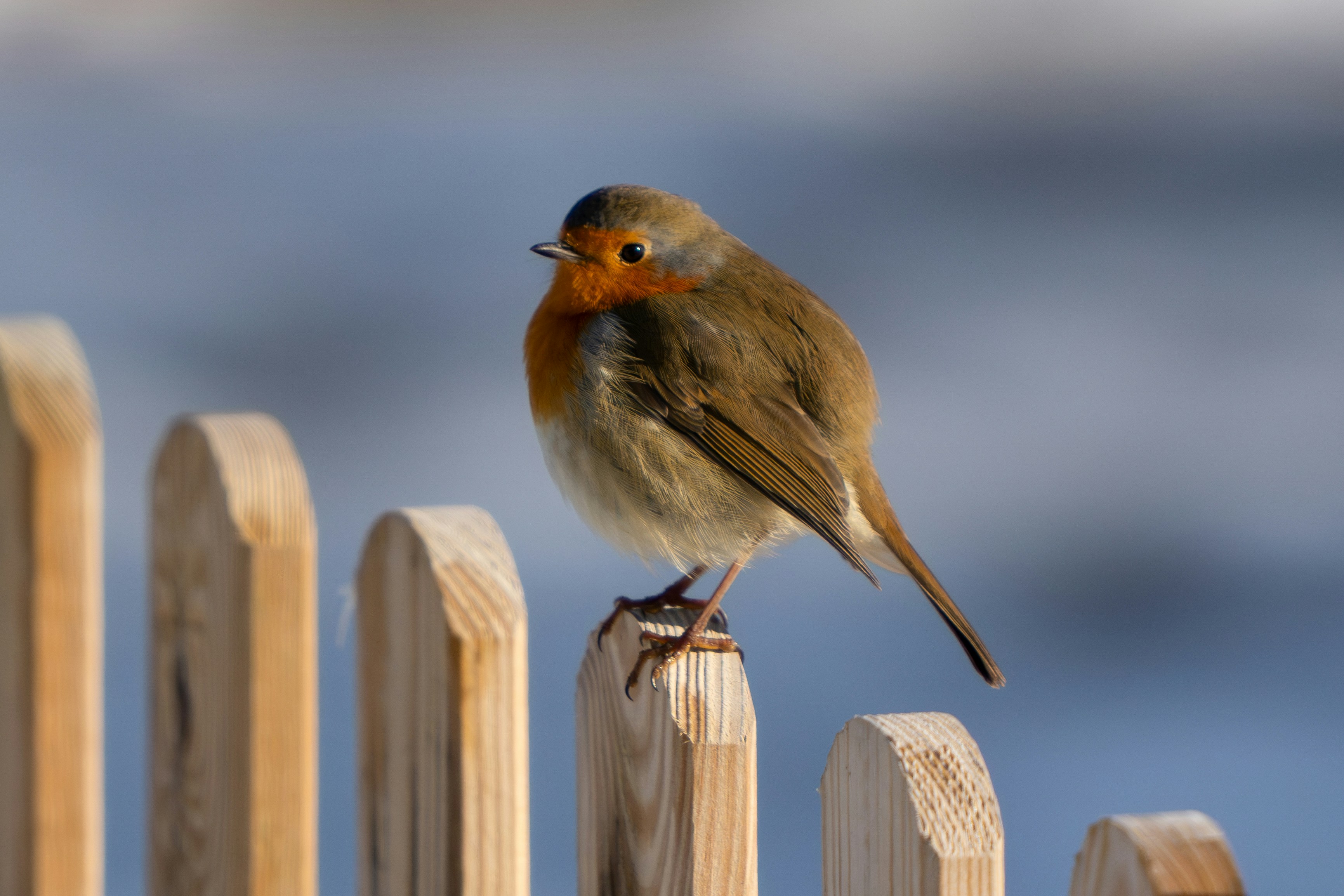 Ein kleiner Vogel, der auf einem Holzzaun sitzt