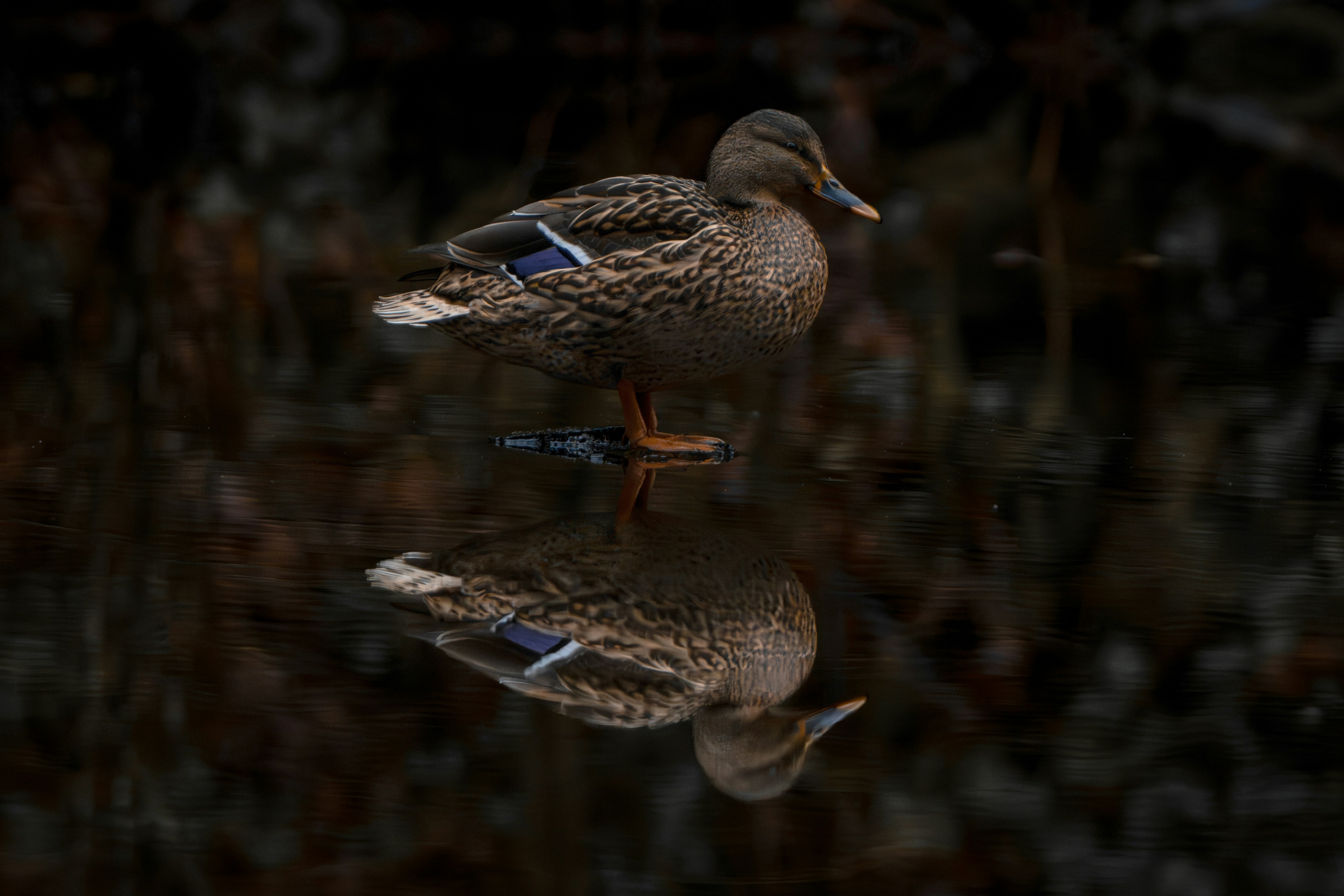 Ein paar Enten, die im Wasser stehen