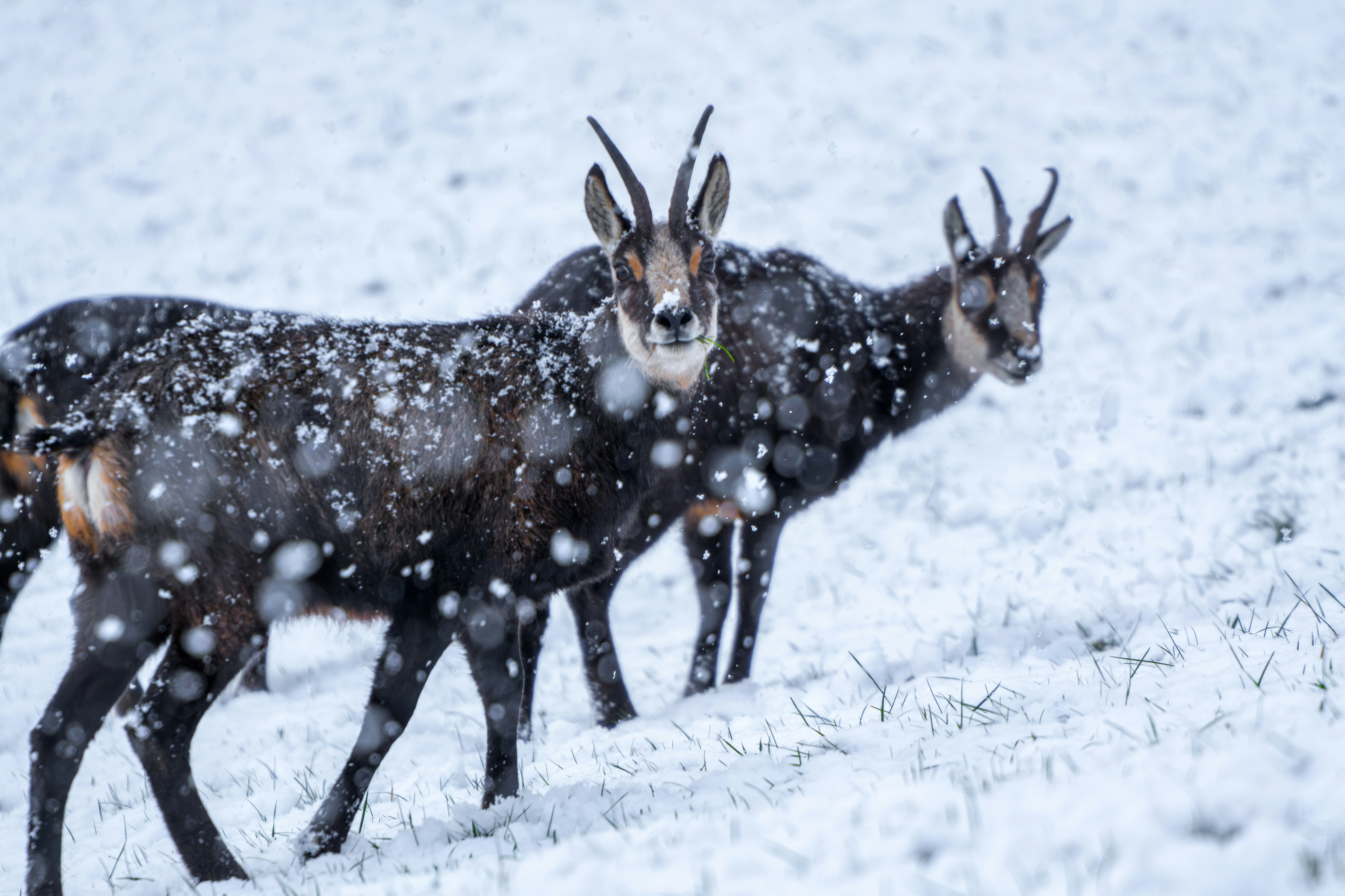 Eine Gruppe Antilopen läuft durch den Schnee