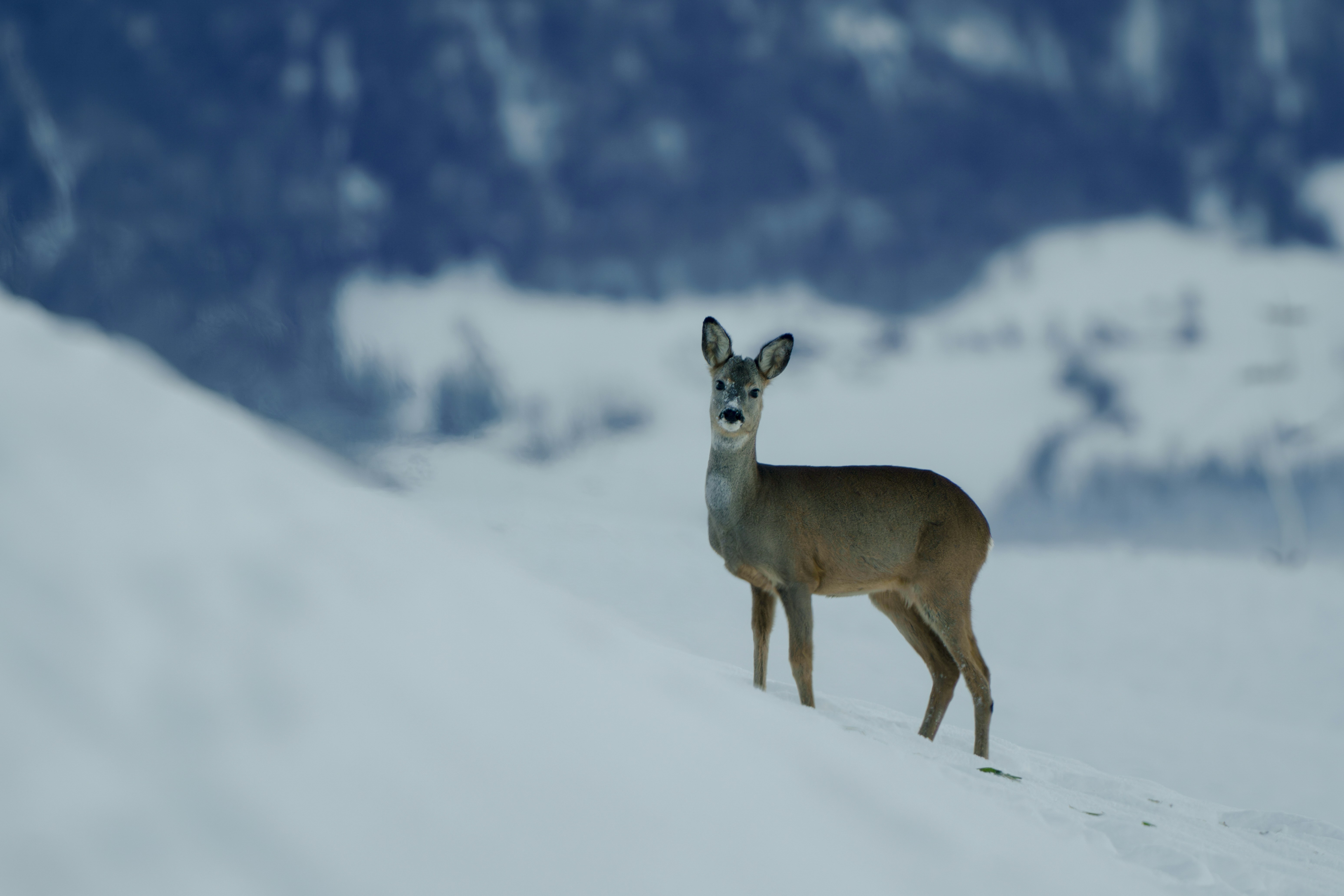 Ein Reh, das im Schnee steht und in die Kamera schaut
