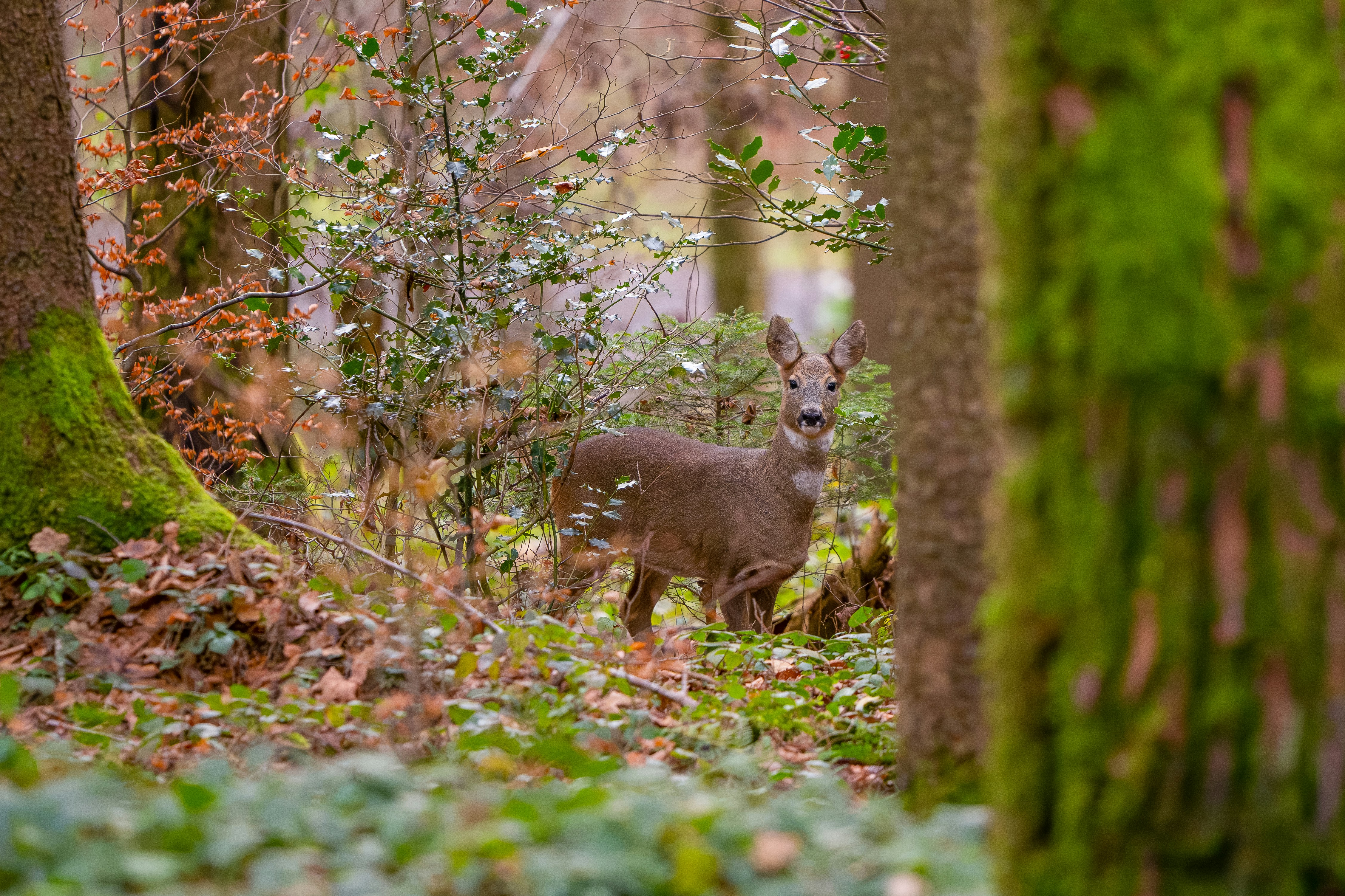 Photo by sarasgalerie