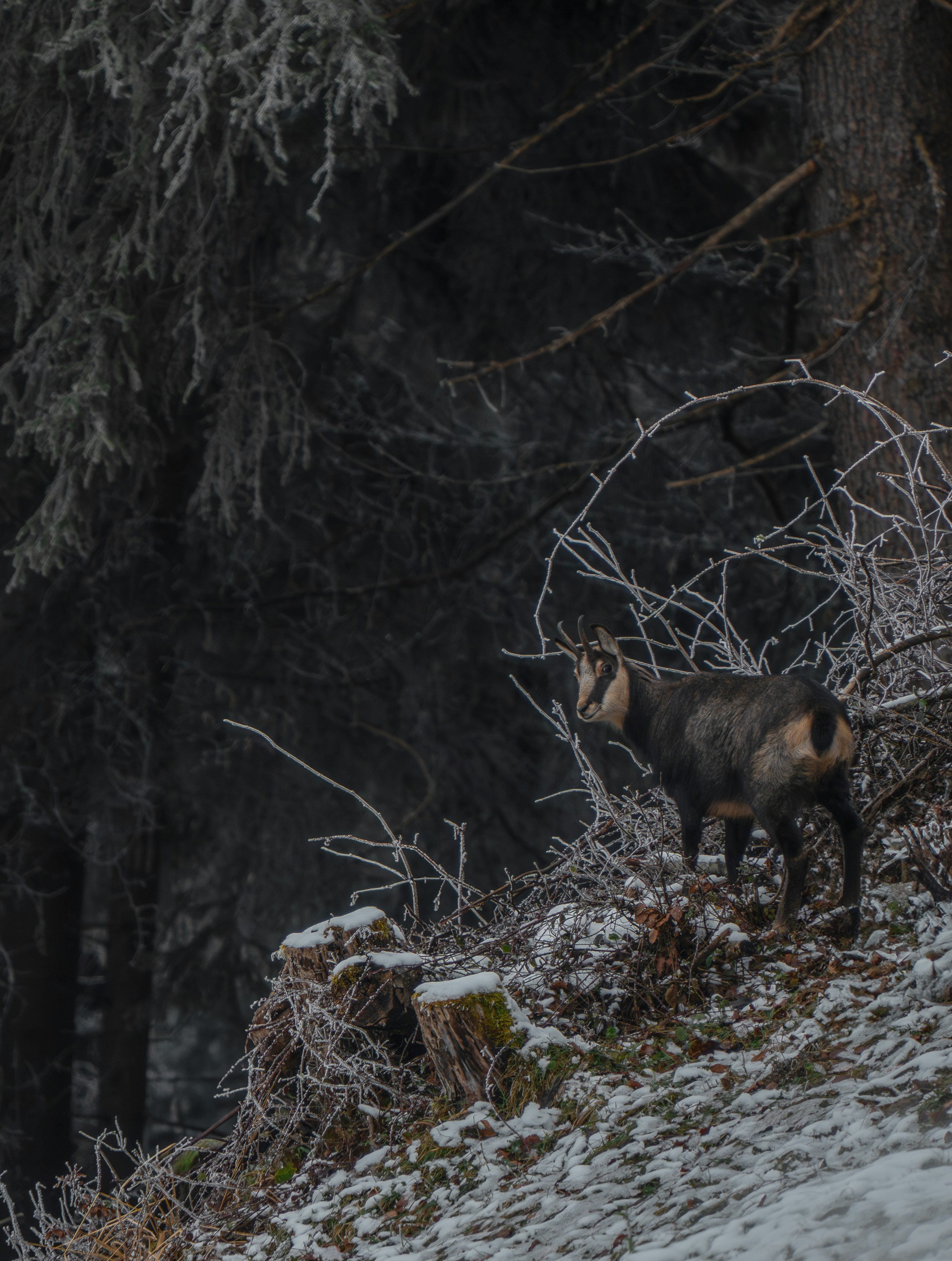 Eine Bergziege steht auf einem verschneiten Hang