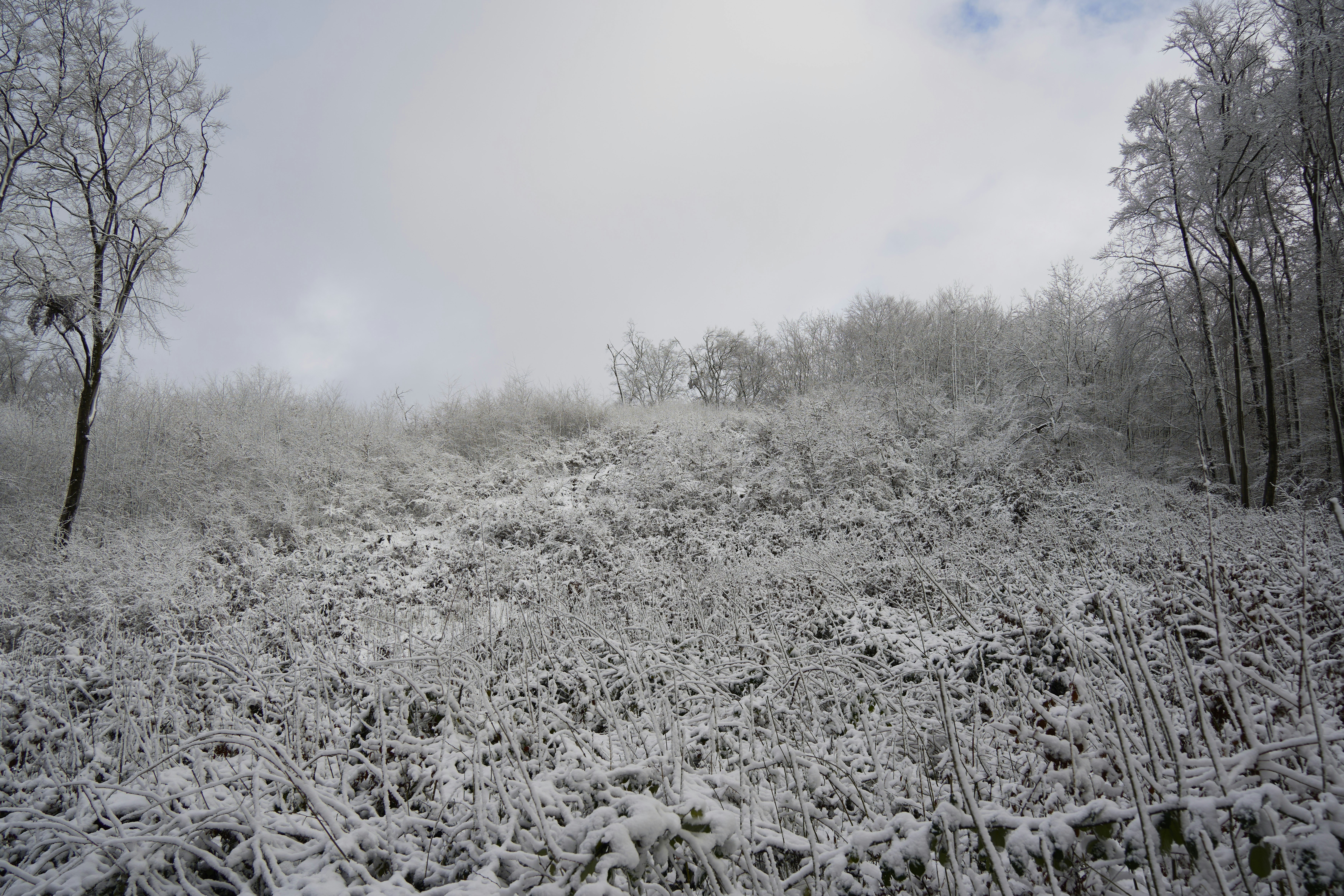 Photo by wolfgang_hasselmann