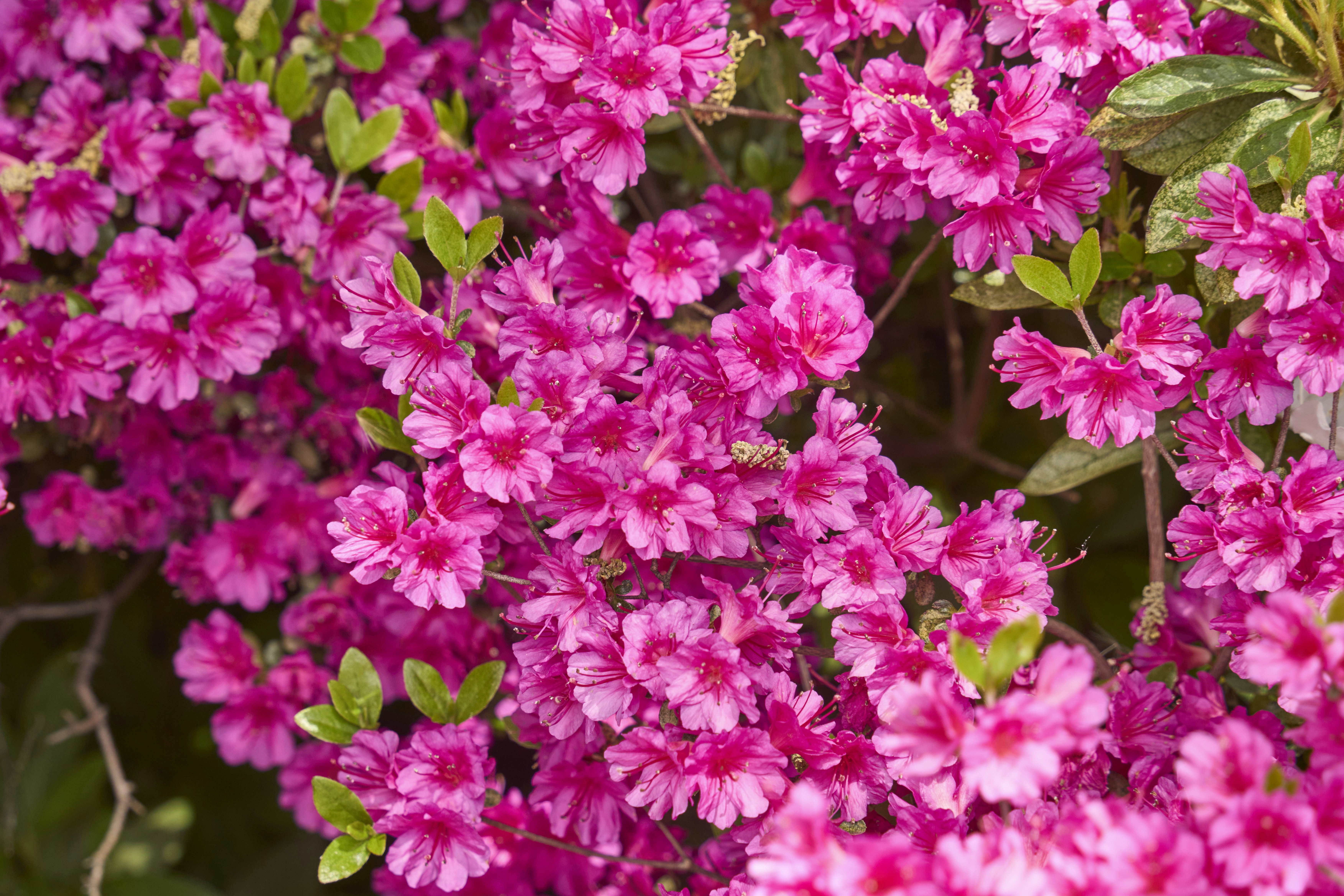 Photo by wolfgang_hasselmann