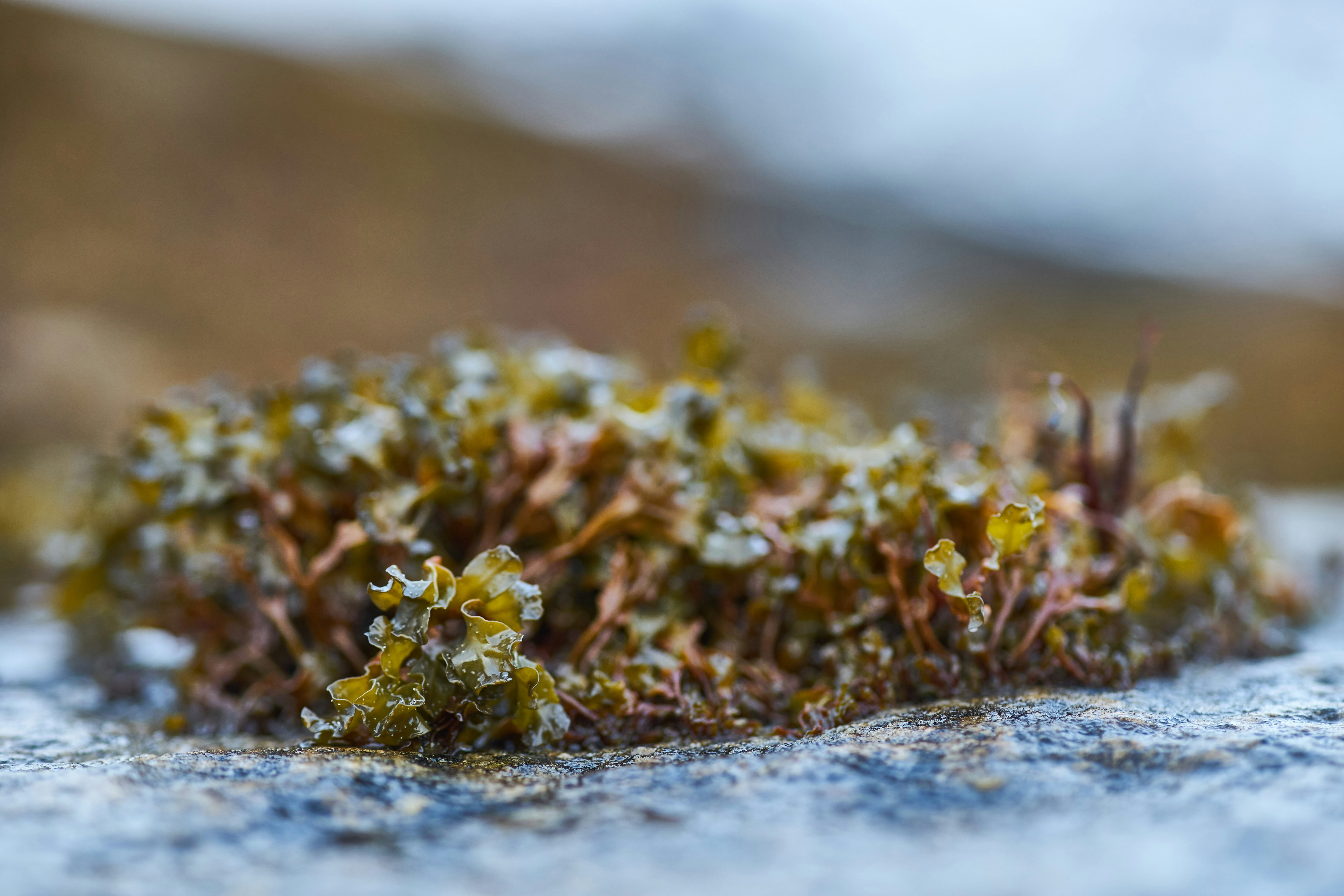 Photo by wolfgang_hasselmann