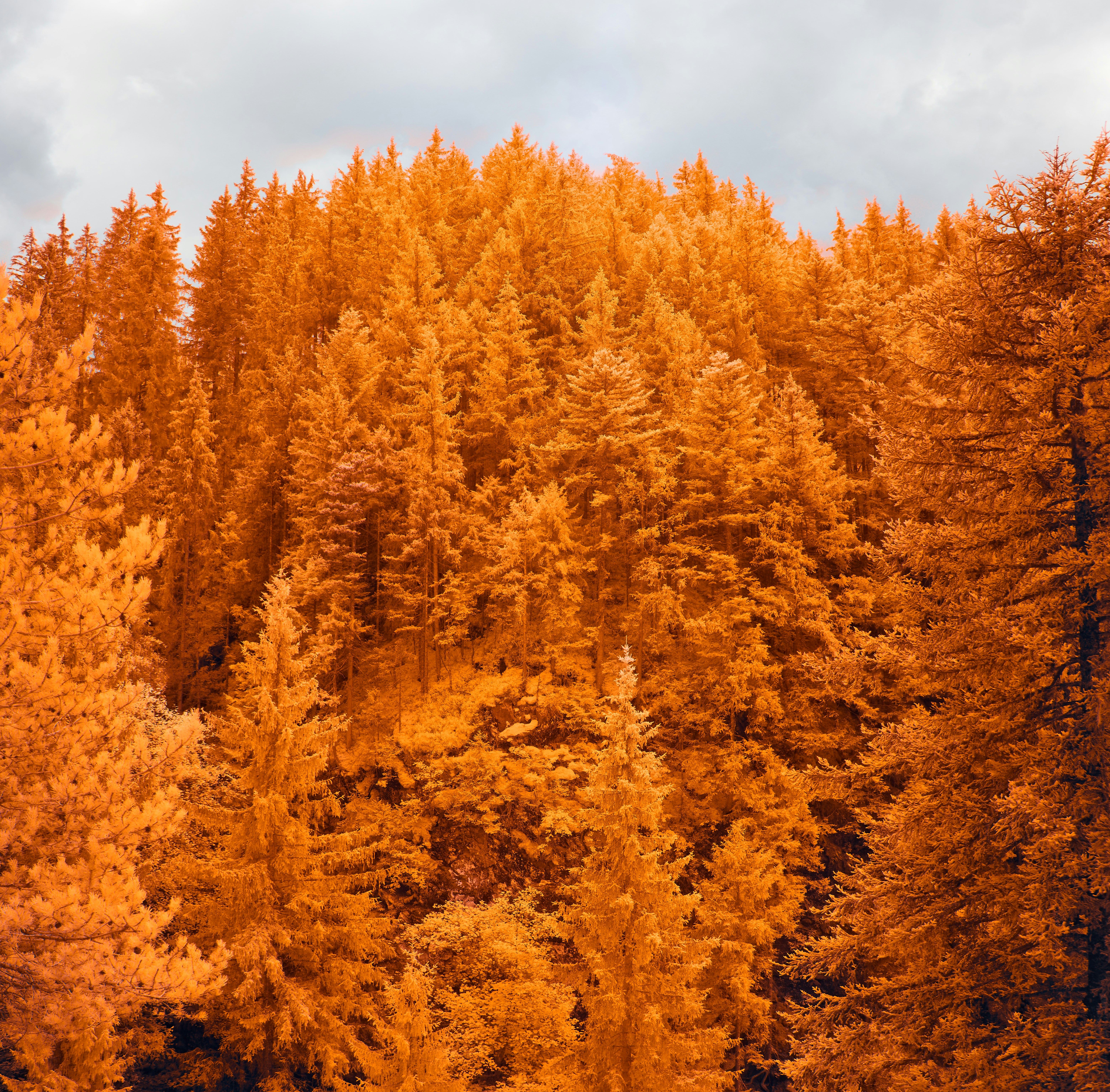 Photo by wolfgang_hasselmann