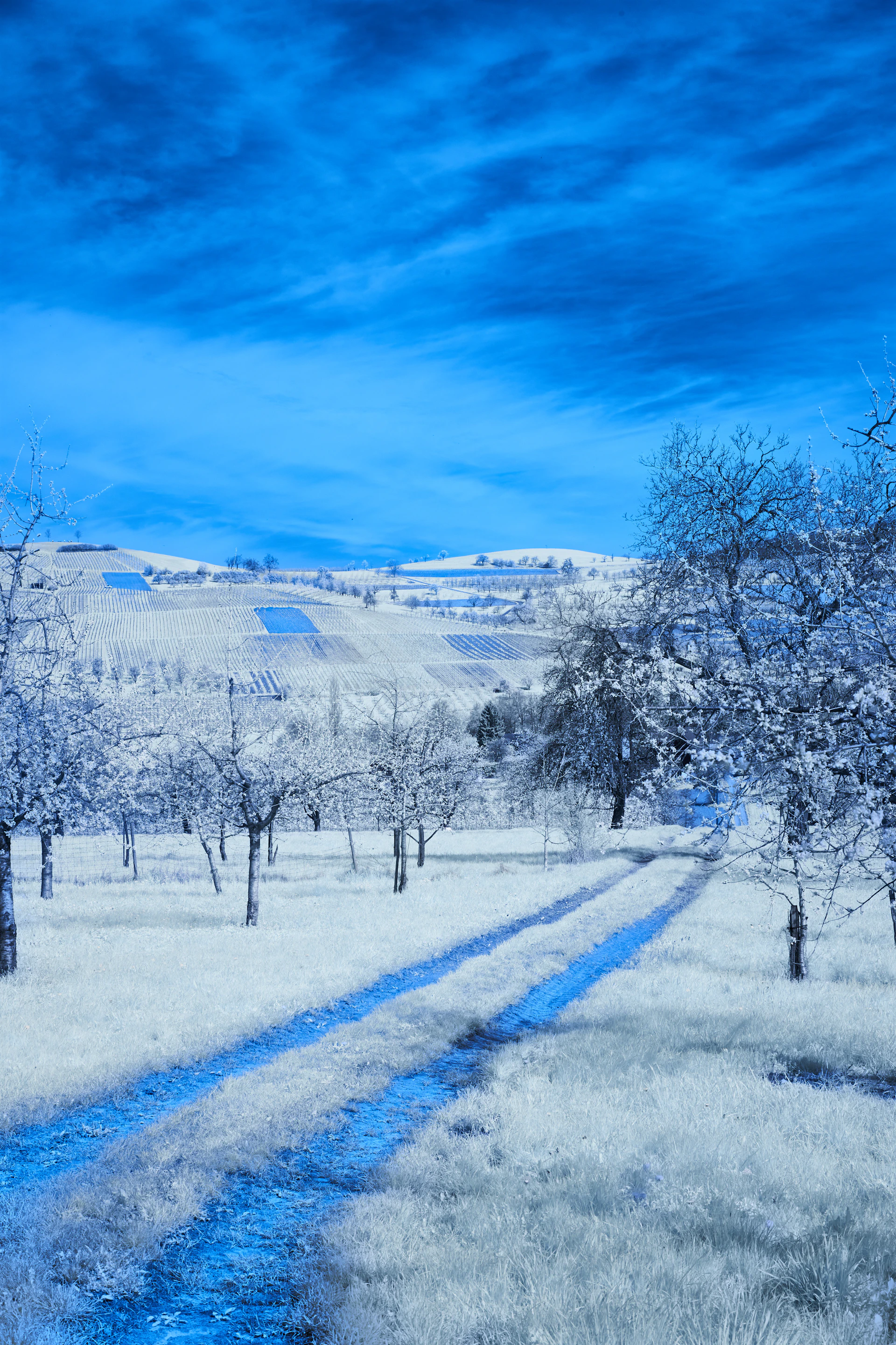 A dirt road in the middle of a snowy field