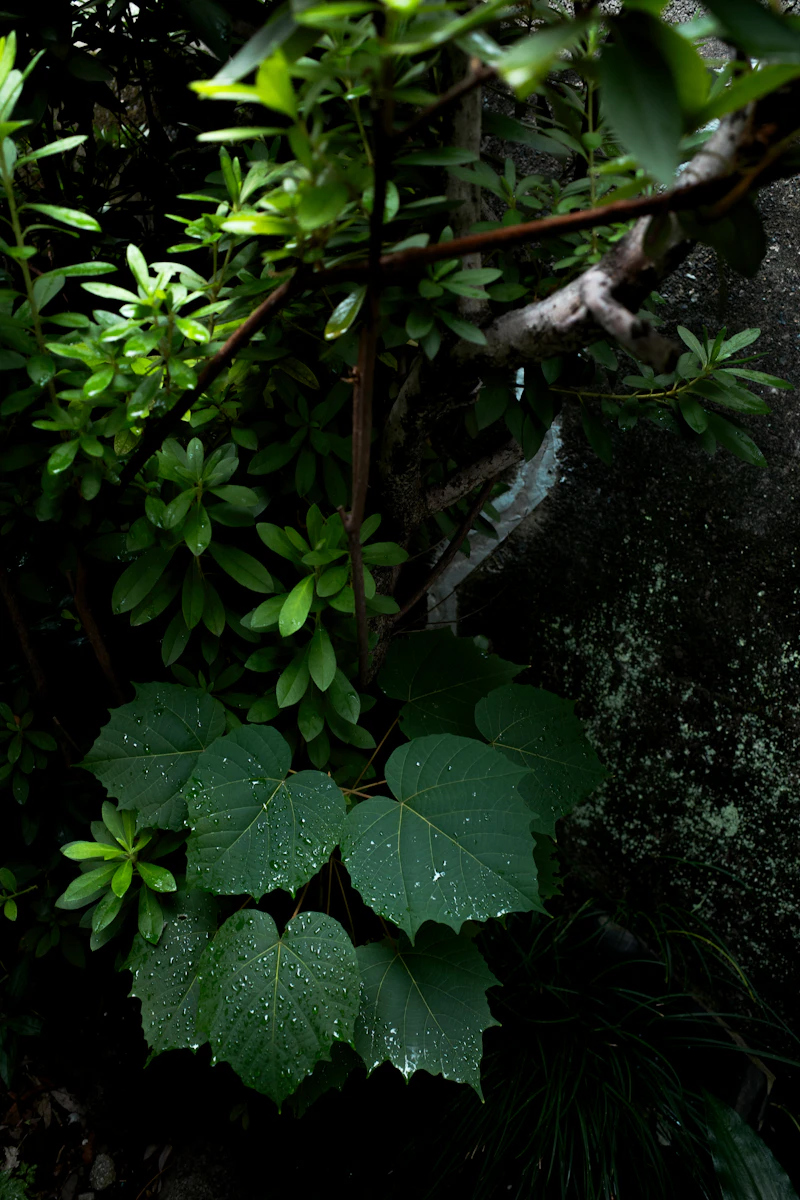Vườn ban công căn hộ