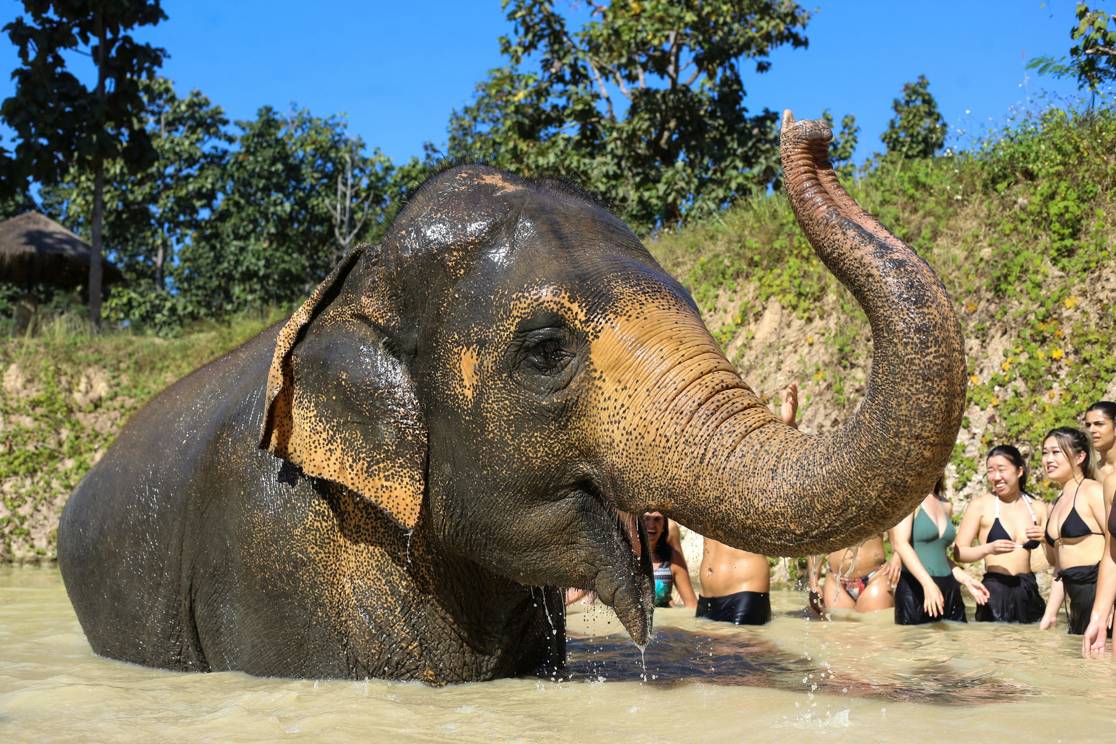 A group of people watching an elephant in the water