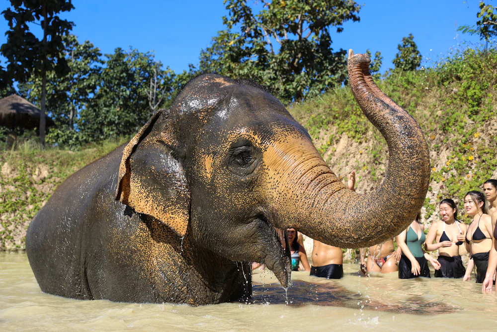Rescued elephants at an ethical sanctuary in Phuket