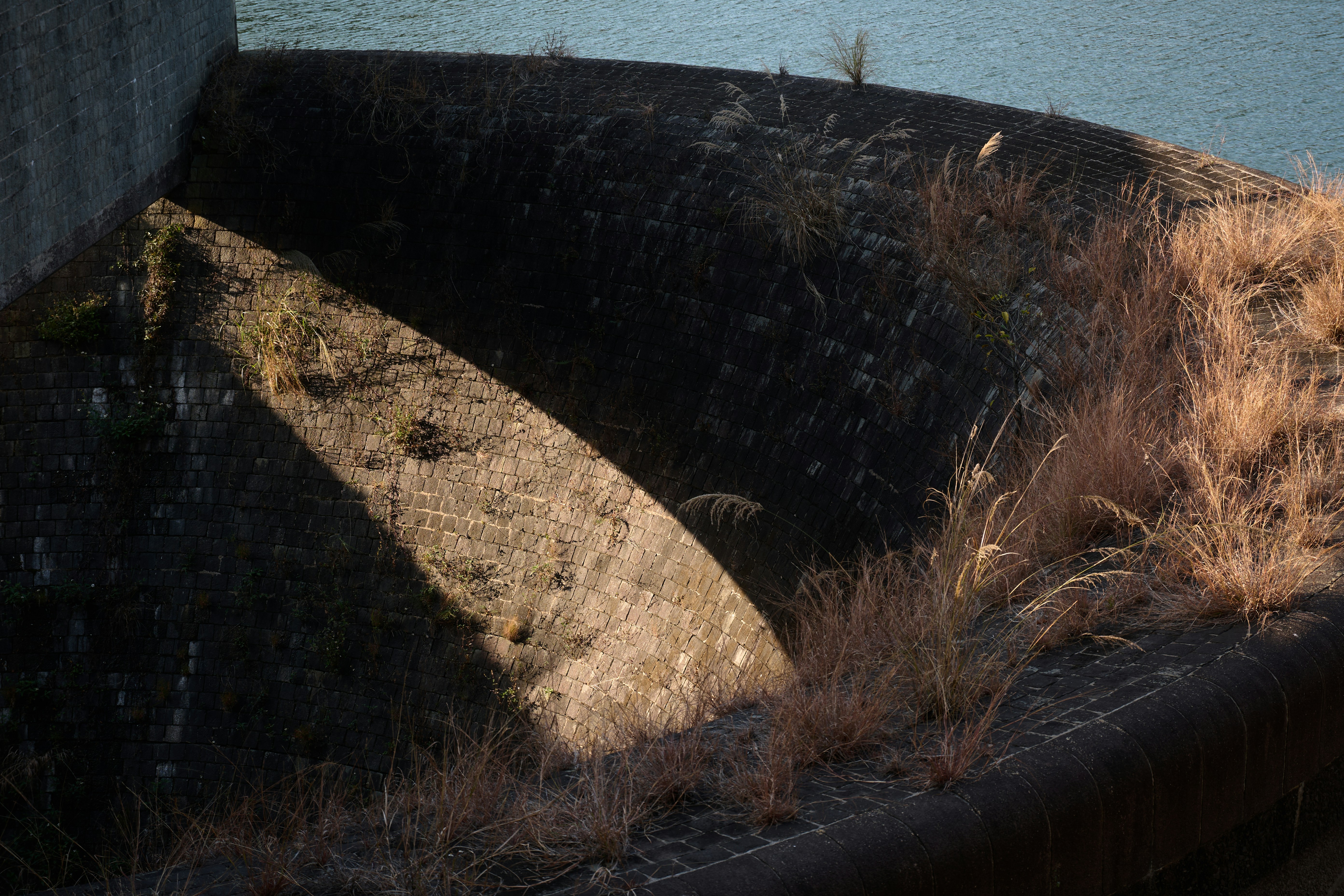 A bird sitting on top of a cement wall
