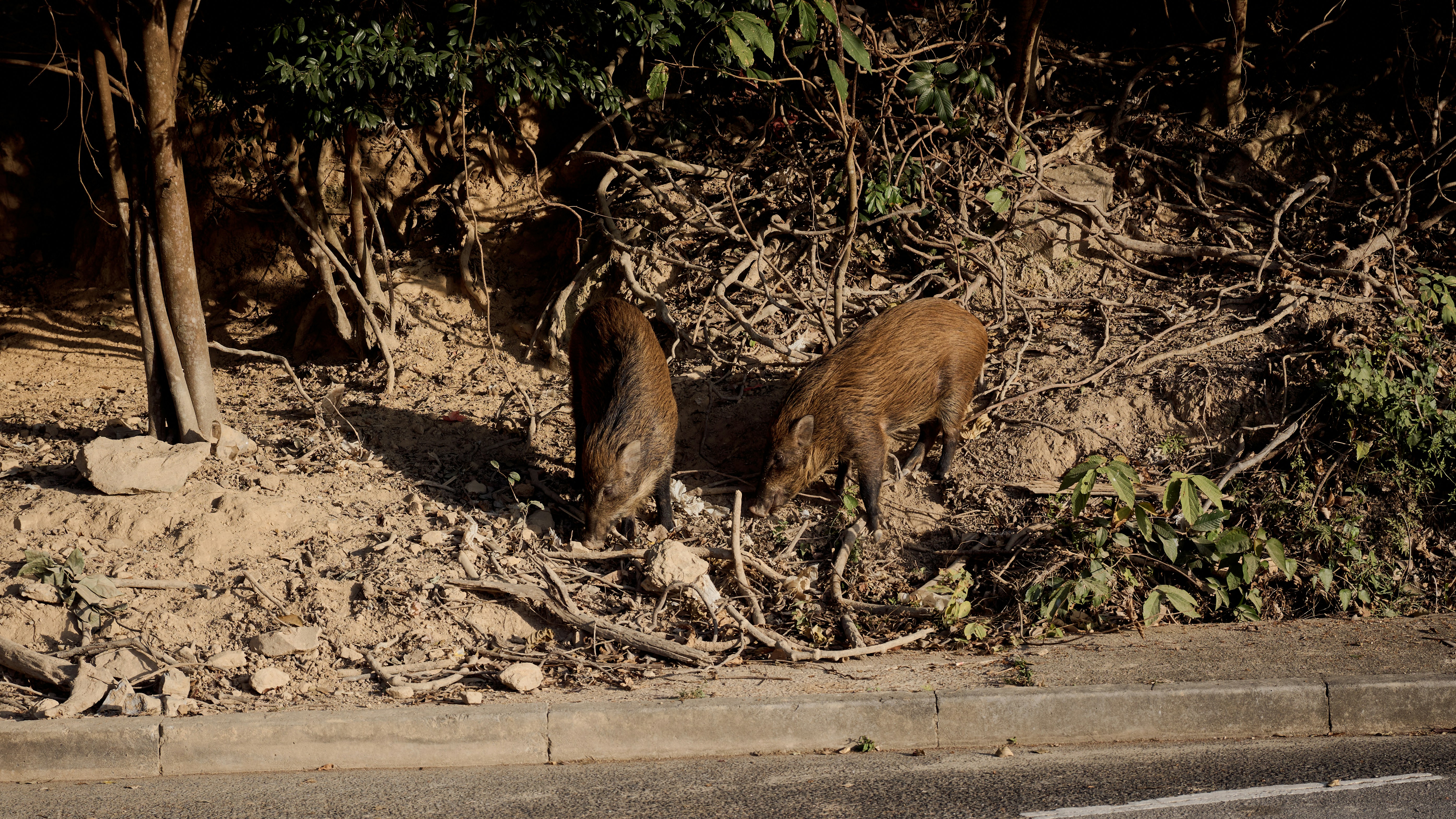 A couple of animals that are standing in the dirt