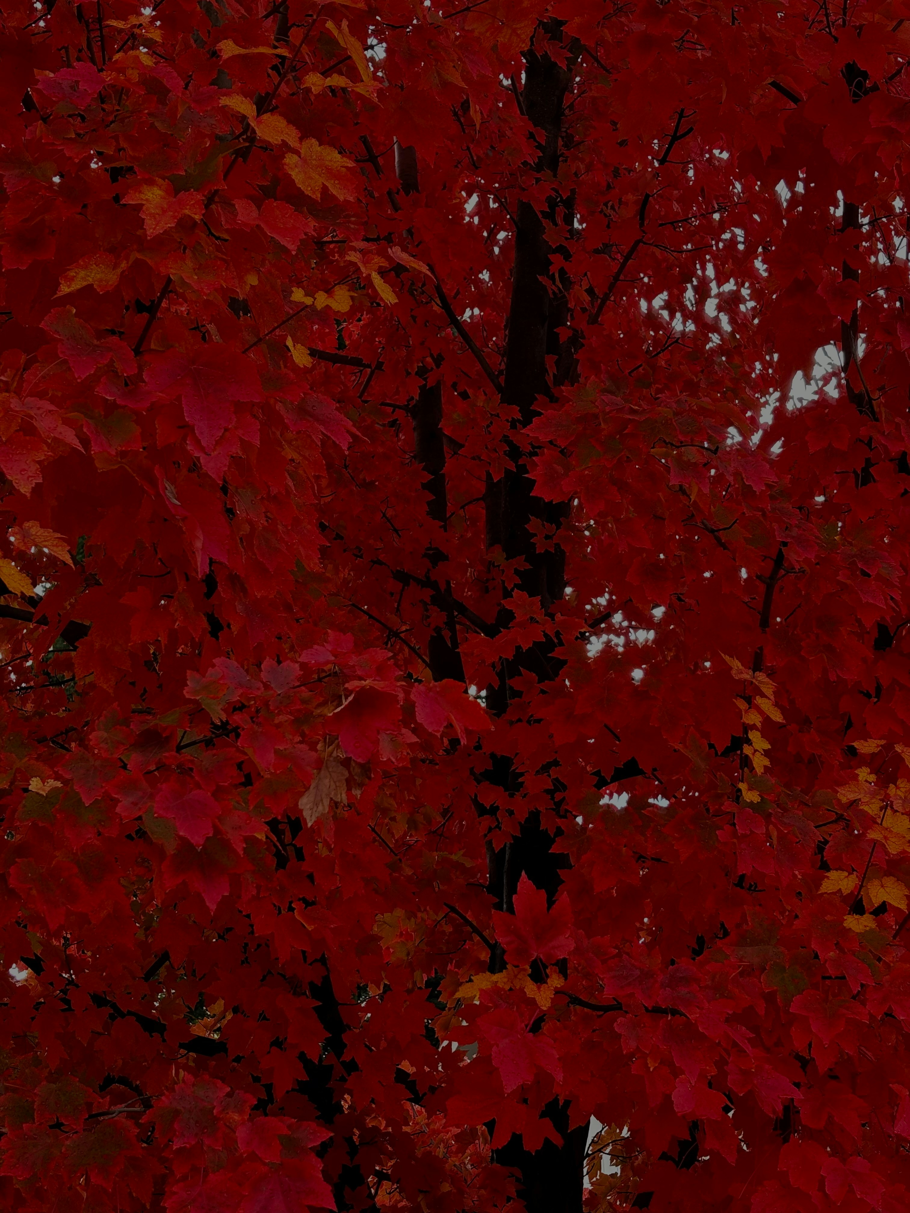 Photo by littleheater