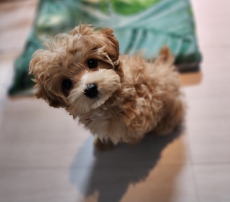 A small brown dog sitting on top of a wooden floor
