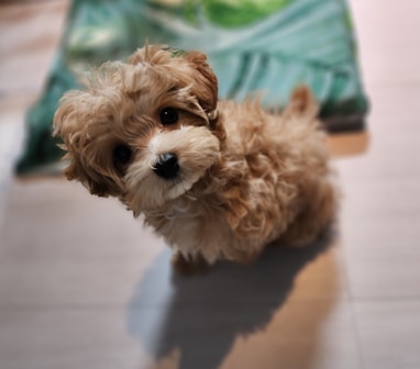 A small brown dog sitting on top of a wooden floor