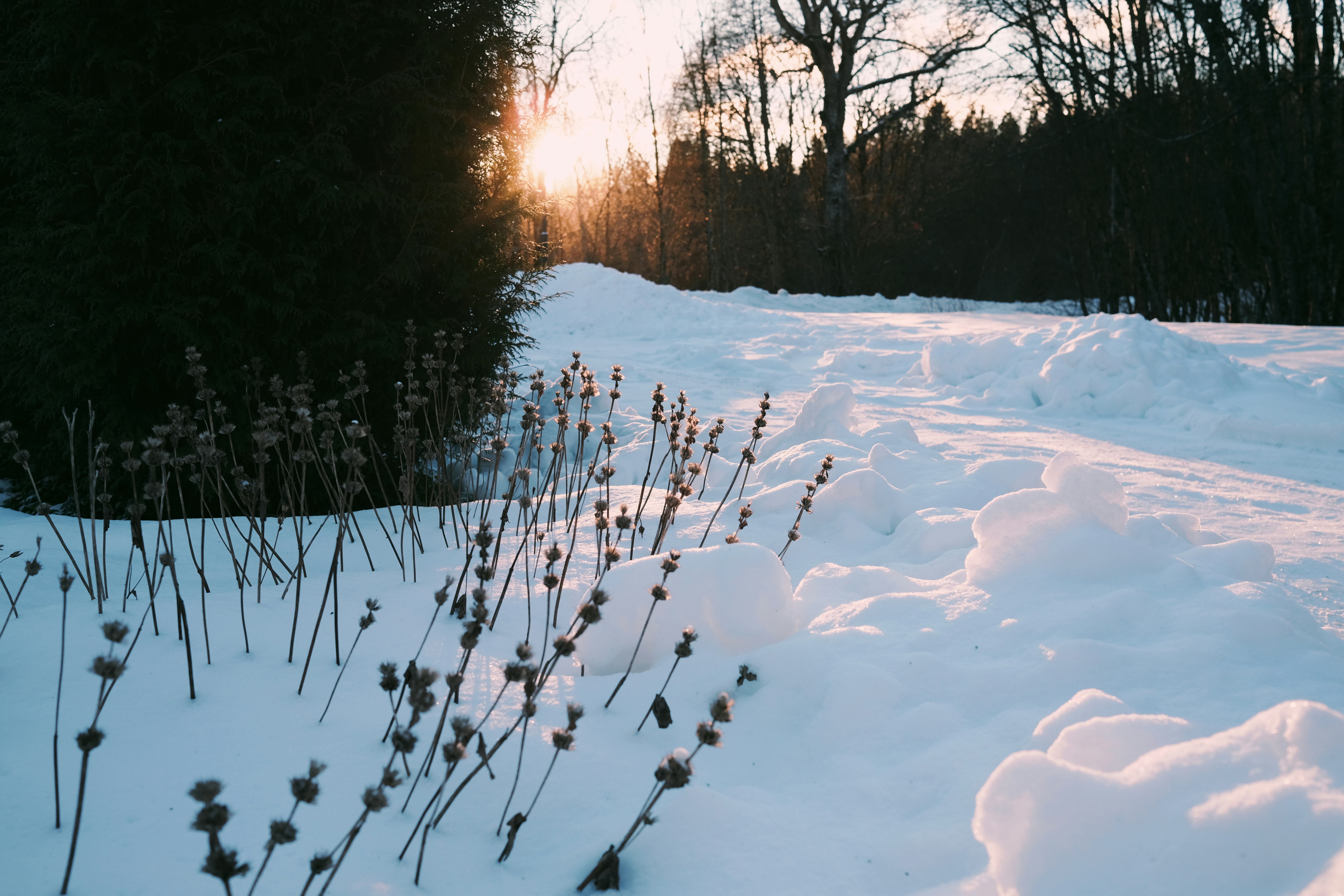 Photo by magnusjonasson