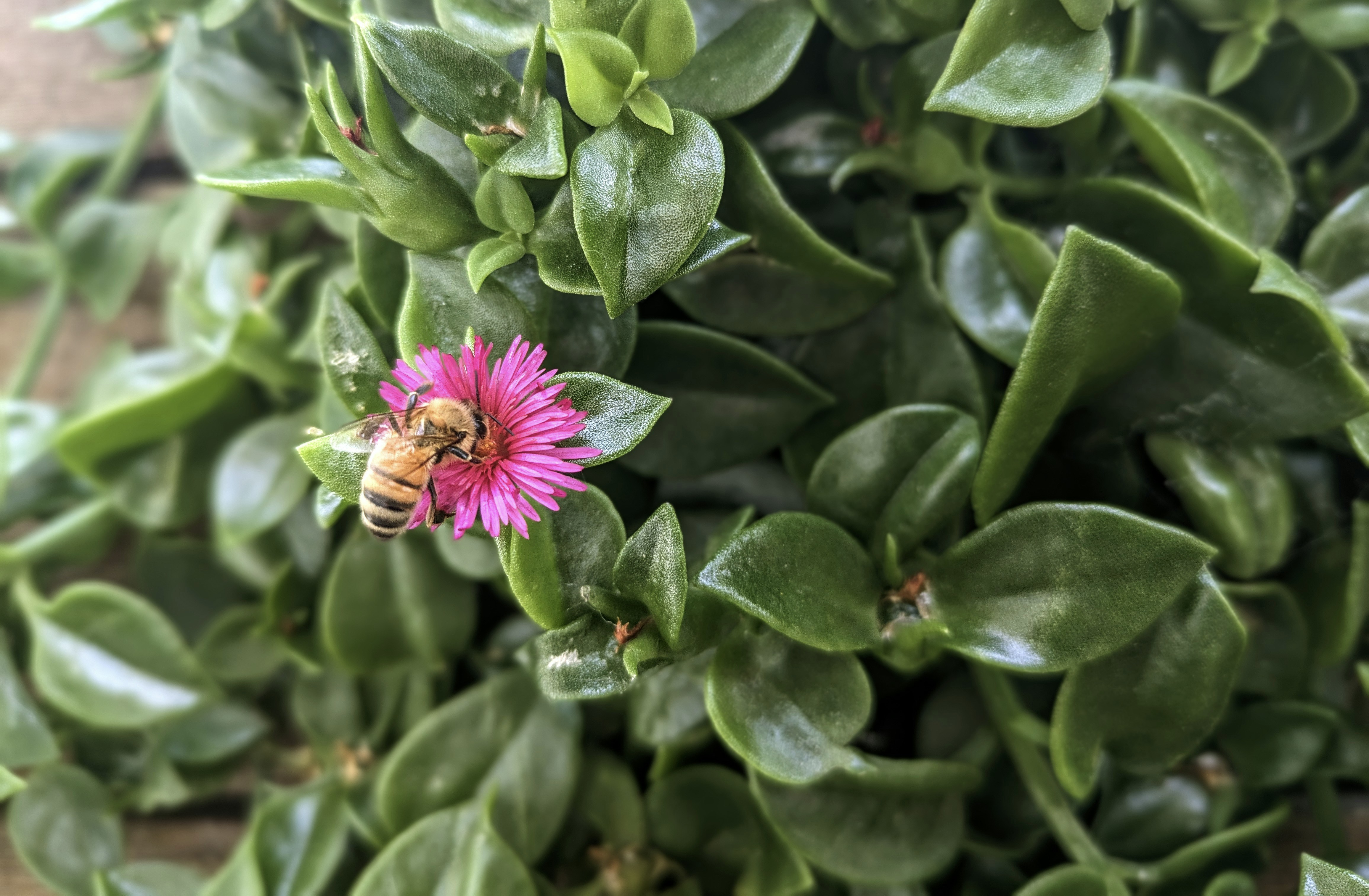 A close-up of a bee who is face-first into a pink flower. The flower is attached to a succulent with deep green leaves.