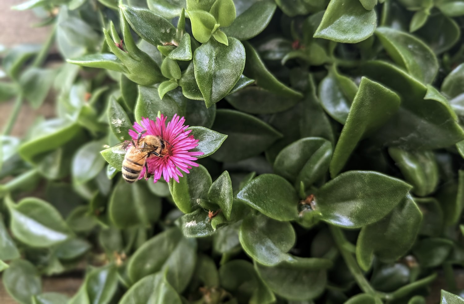 A close-up of a bee who is face-first into a pink flower. The flower is attached to a succulent with deep green leaves.