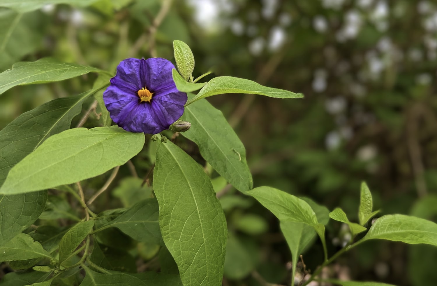A close-up of a purple flower with a bright yellow stamen attached to a leafy green plant. More bush is visible blurred in the background.