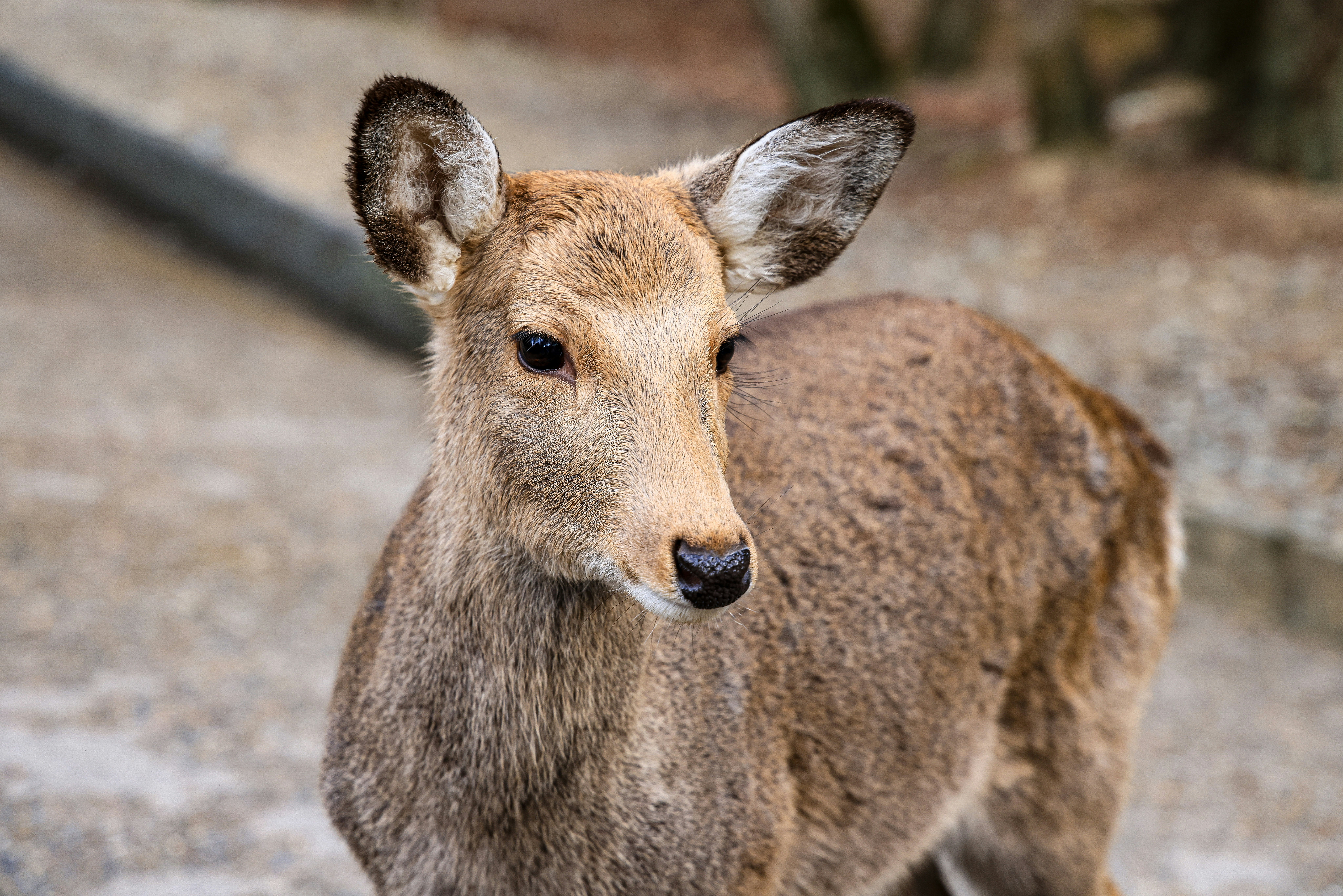 Photo by maximilian_brand