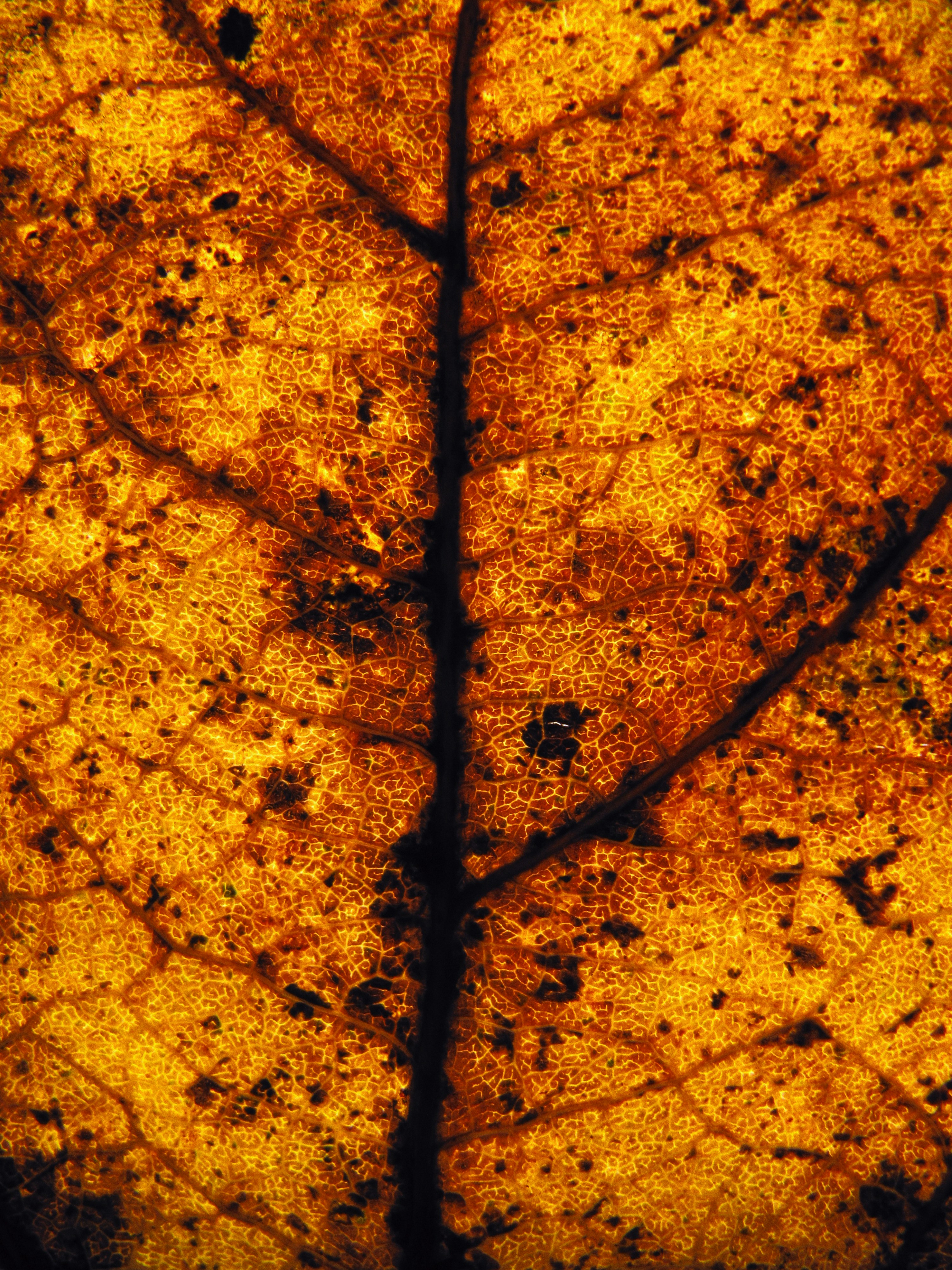 The Unexpected Way Bars and Nightlife Shape City Crime