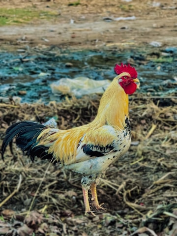 A rooster standing on top of a dry grass field