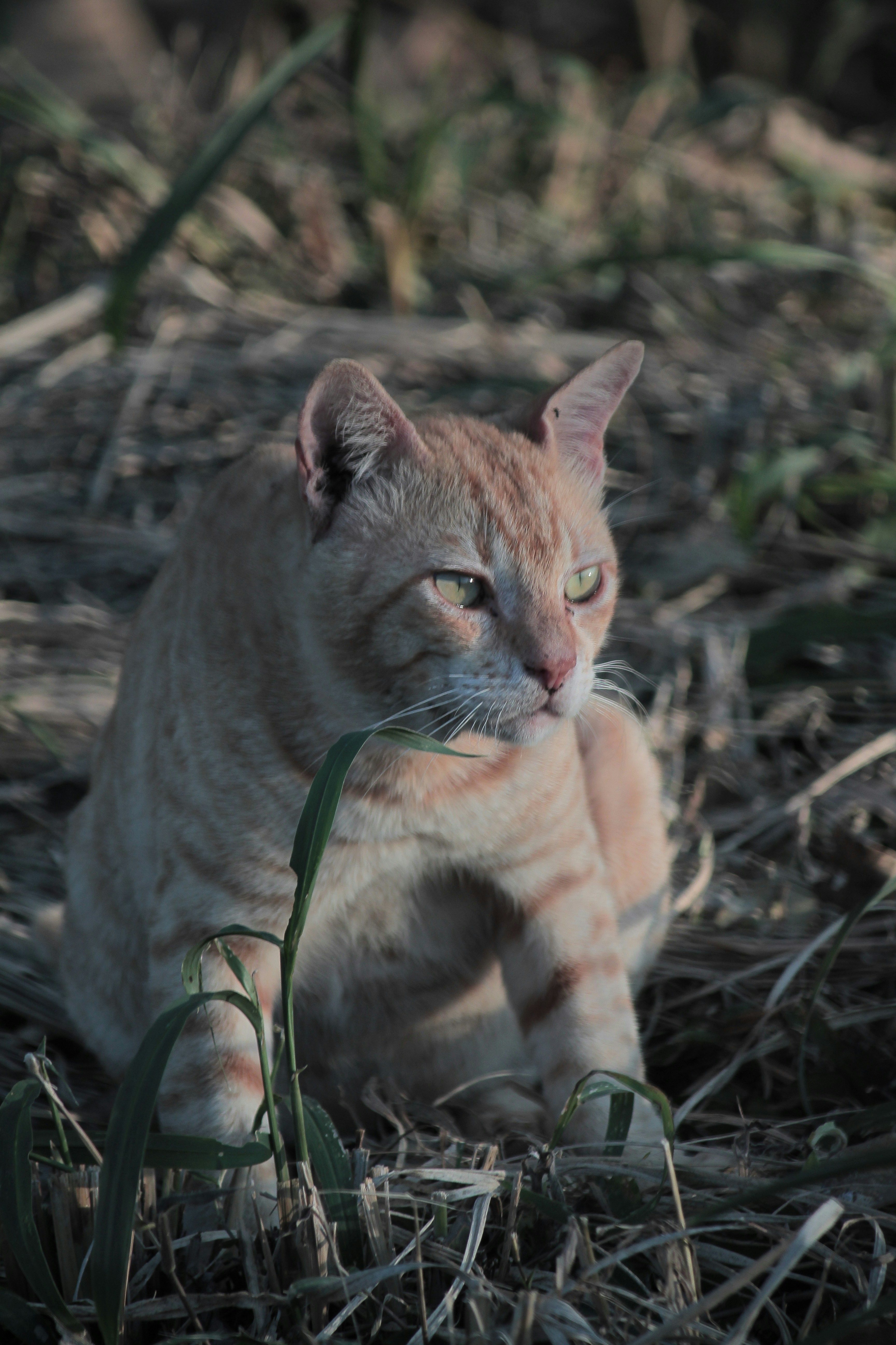 A cat sitting on the ground in the grass