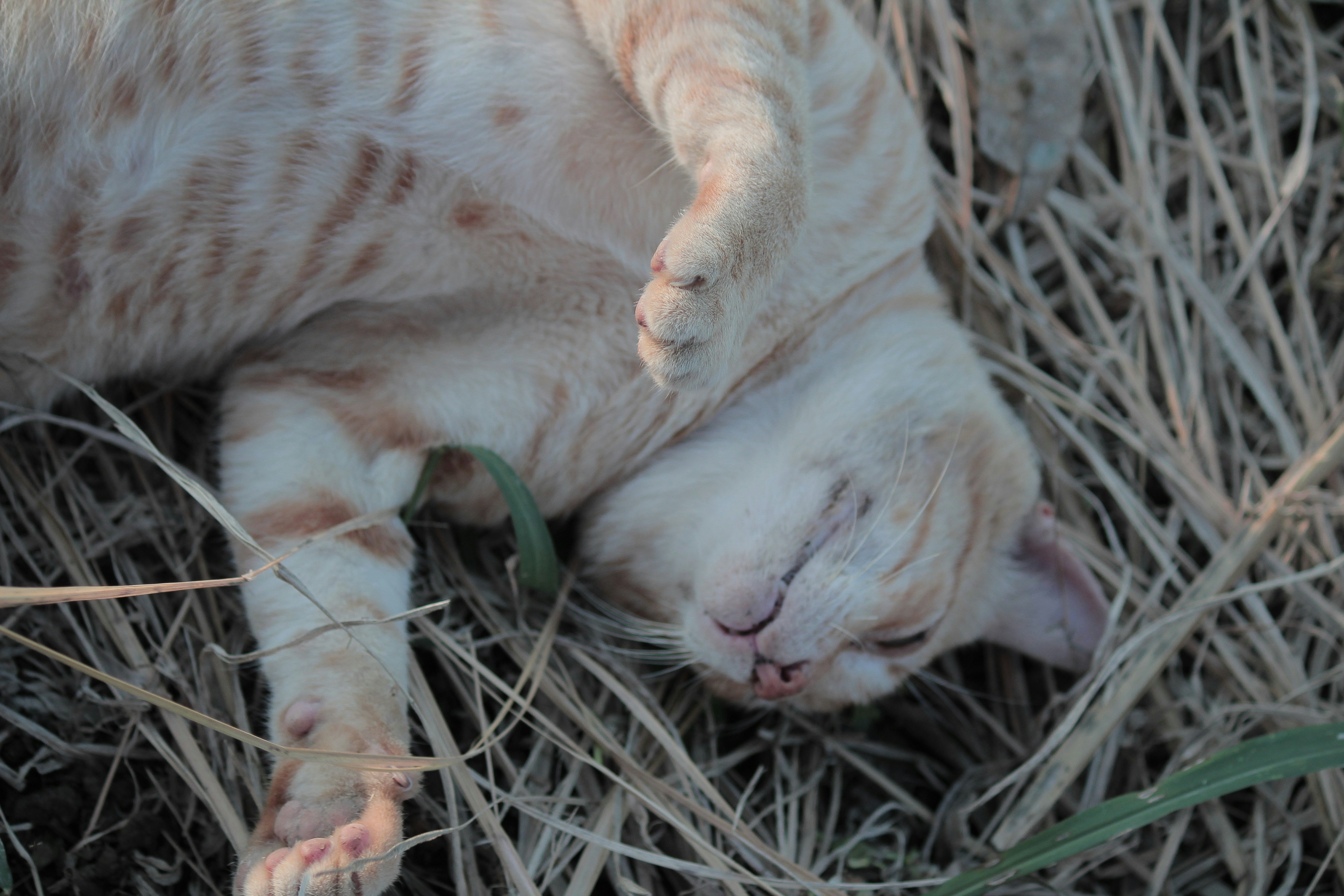 A cat laying on top of dry grass